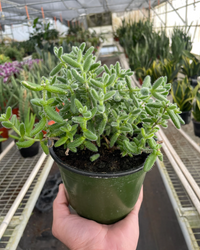 Hedgehog Ice Plant Succulent