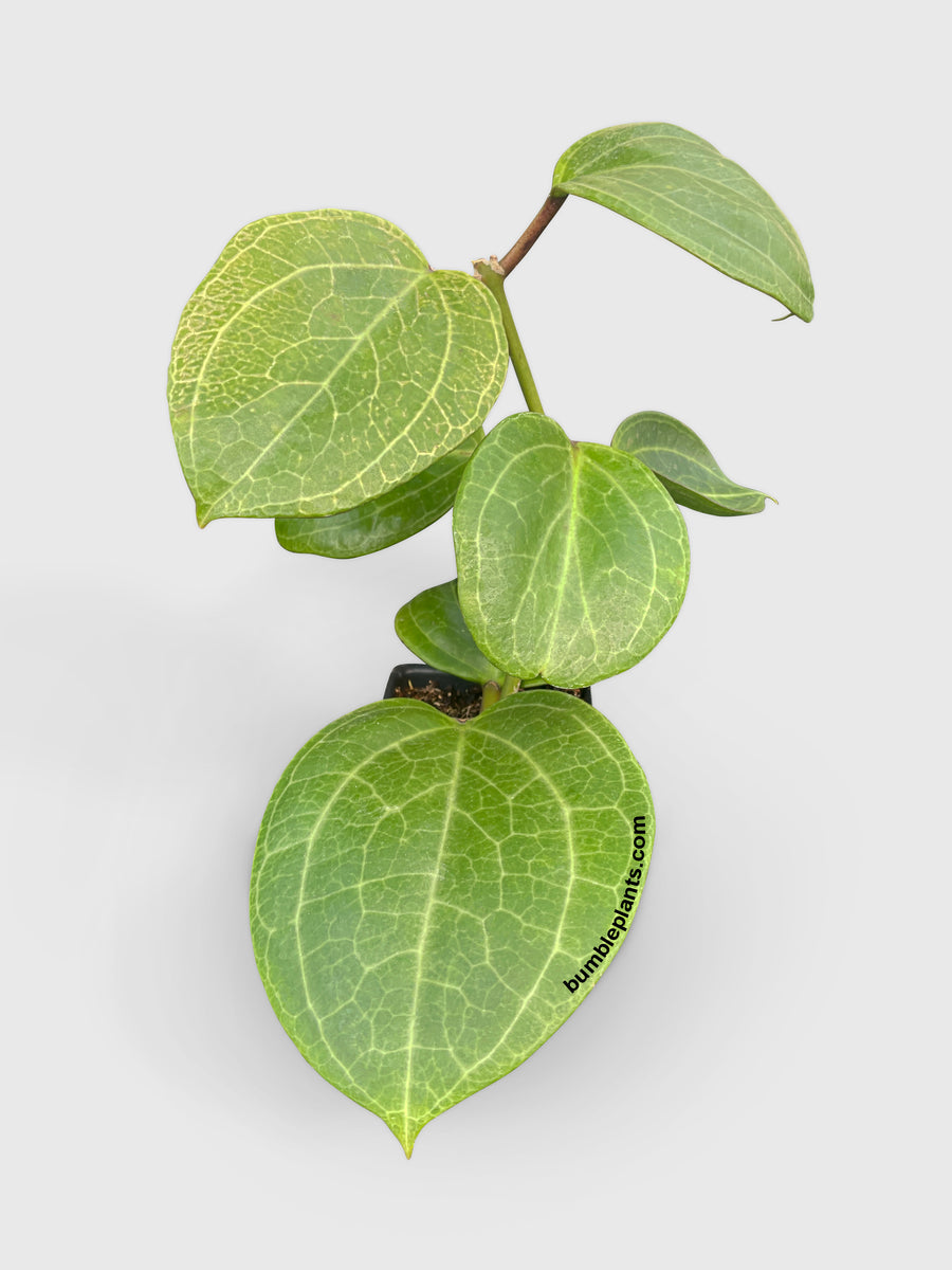 Hoya Latifolia sp. Sarawak Cream - Bumble Plants