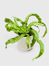 Hurrican Bird's Nest Twisted Fern