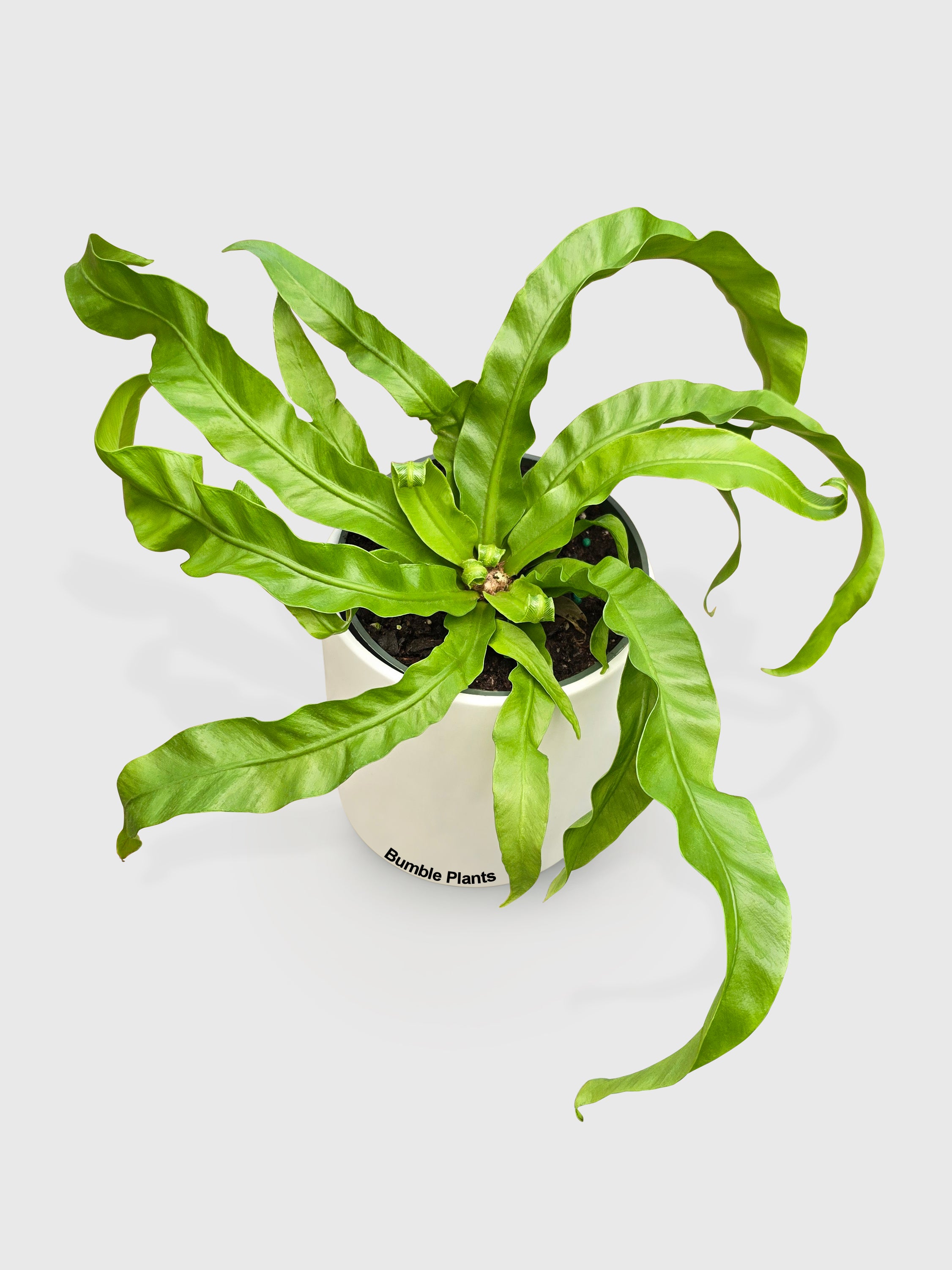 Hurrican Bird's Nest Twisted Fern