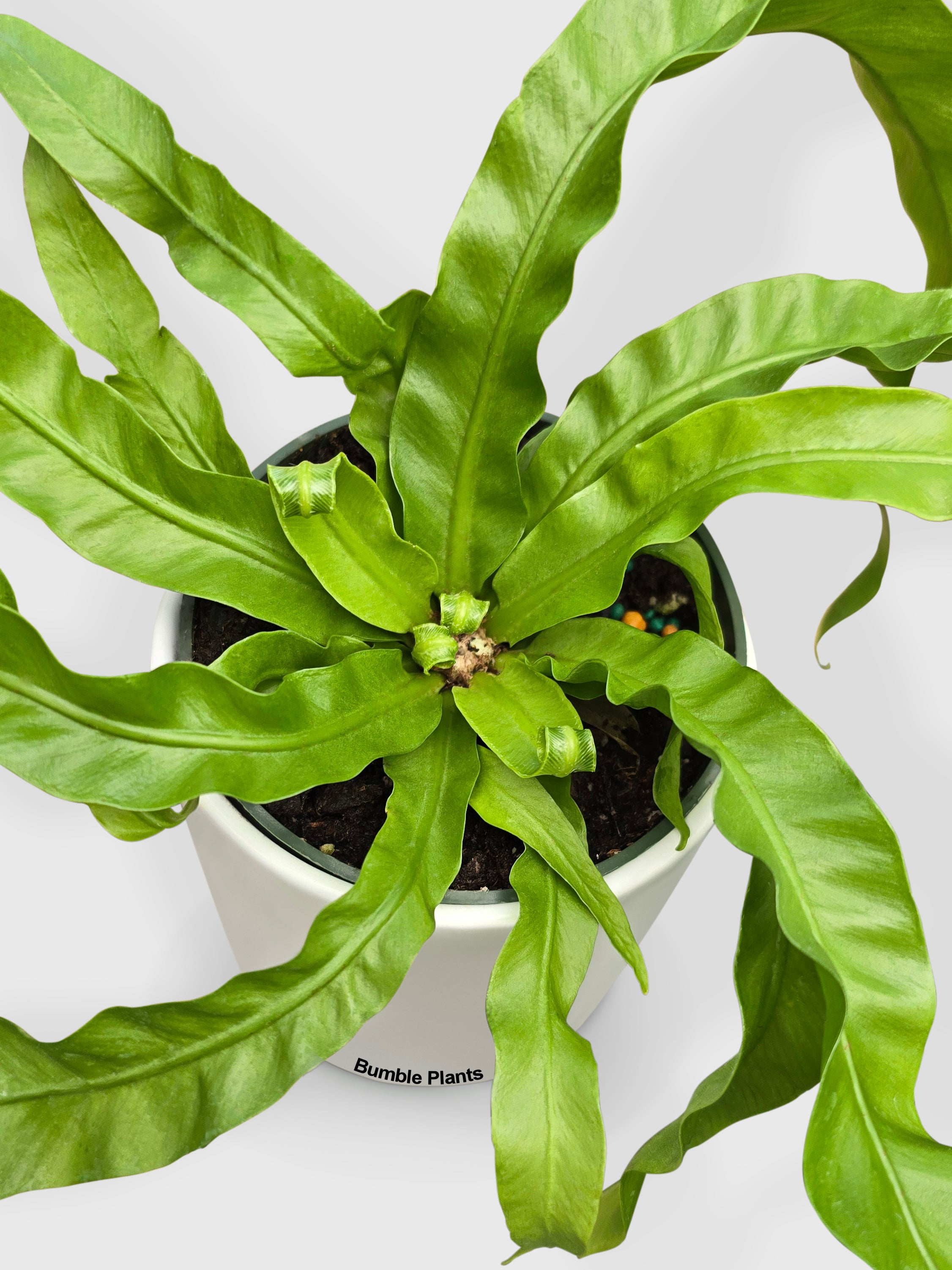 Hurrican Bird's Nest Twisted Fern