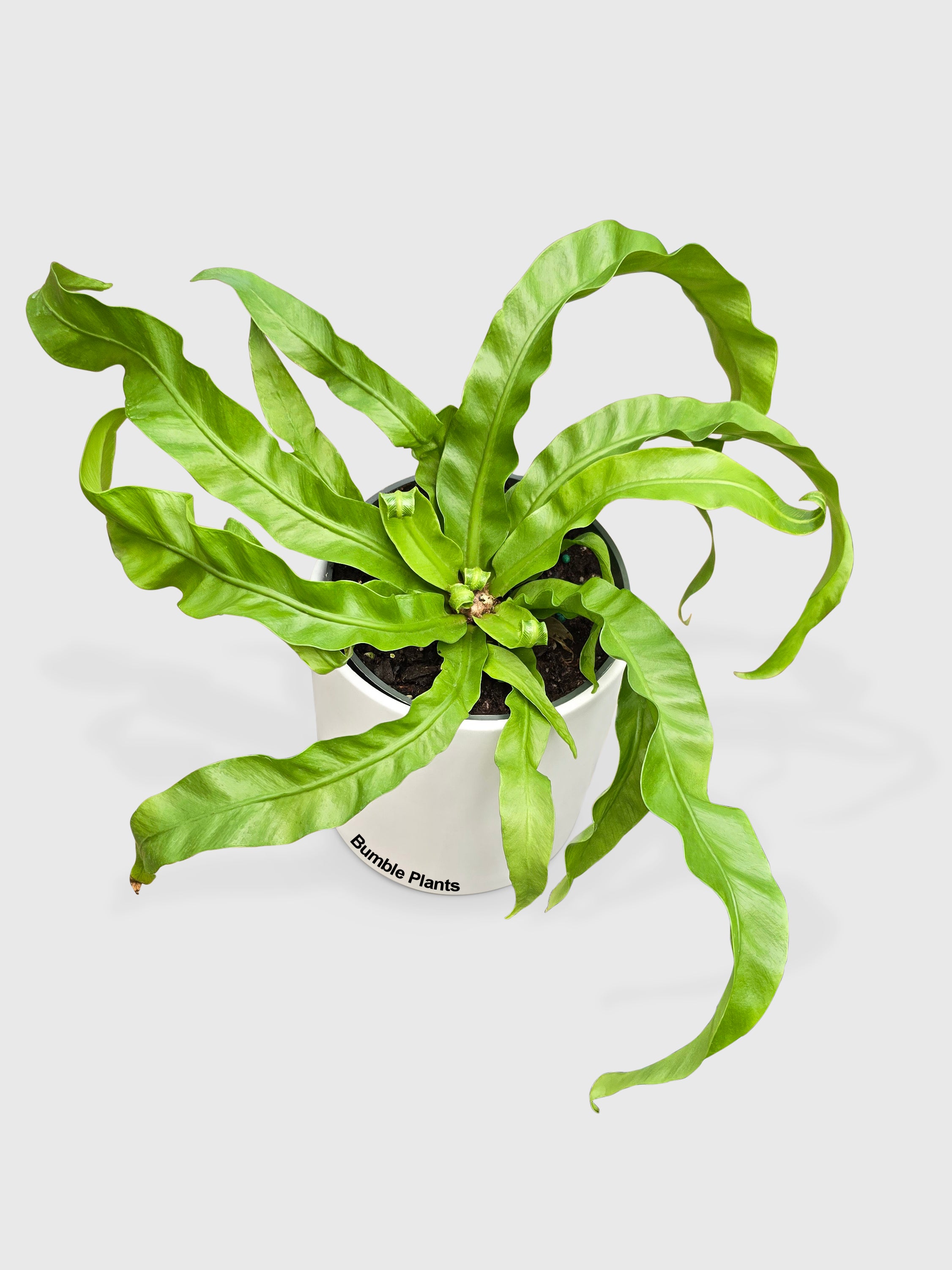 Hurrican Bird's Nest Twisted Fern