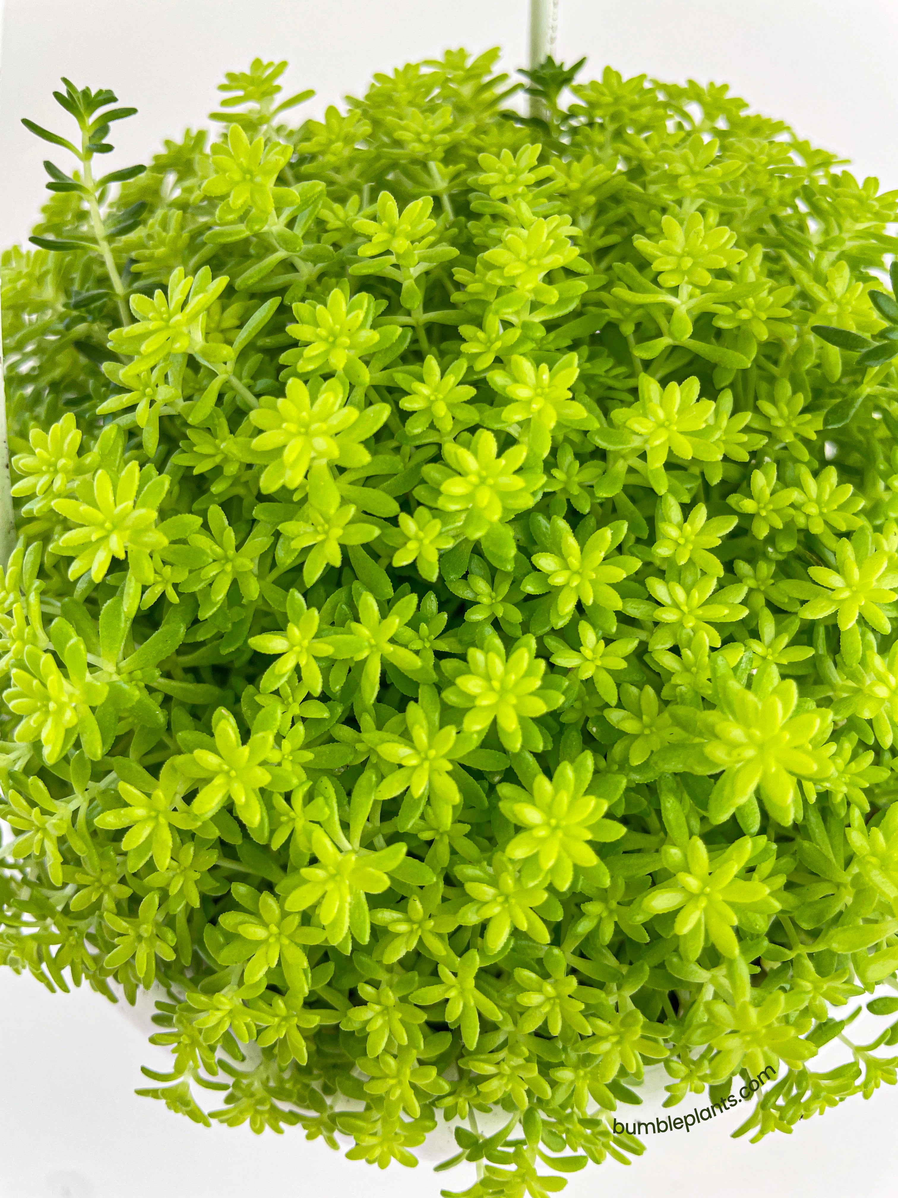 Sedum Japonicum 'Tokyo Sun' (Tokyo Sun Stonecrop) - Bumble Plants