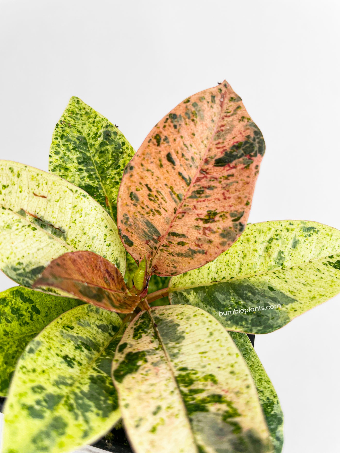 Ficus Elastica Shivereana "Moonshine" - Bumble Plants