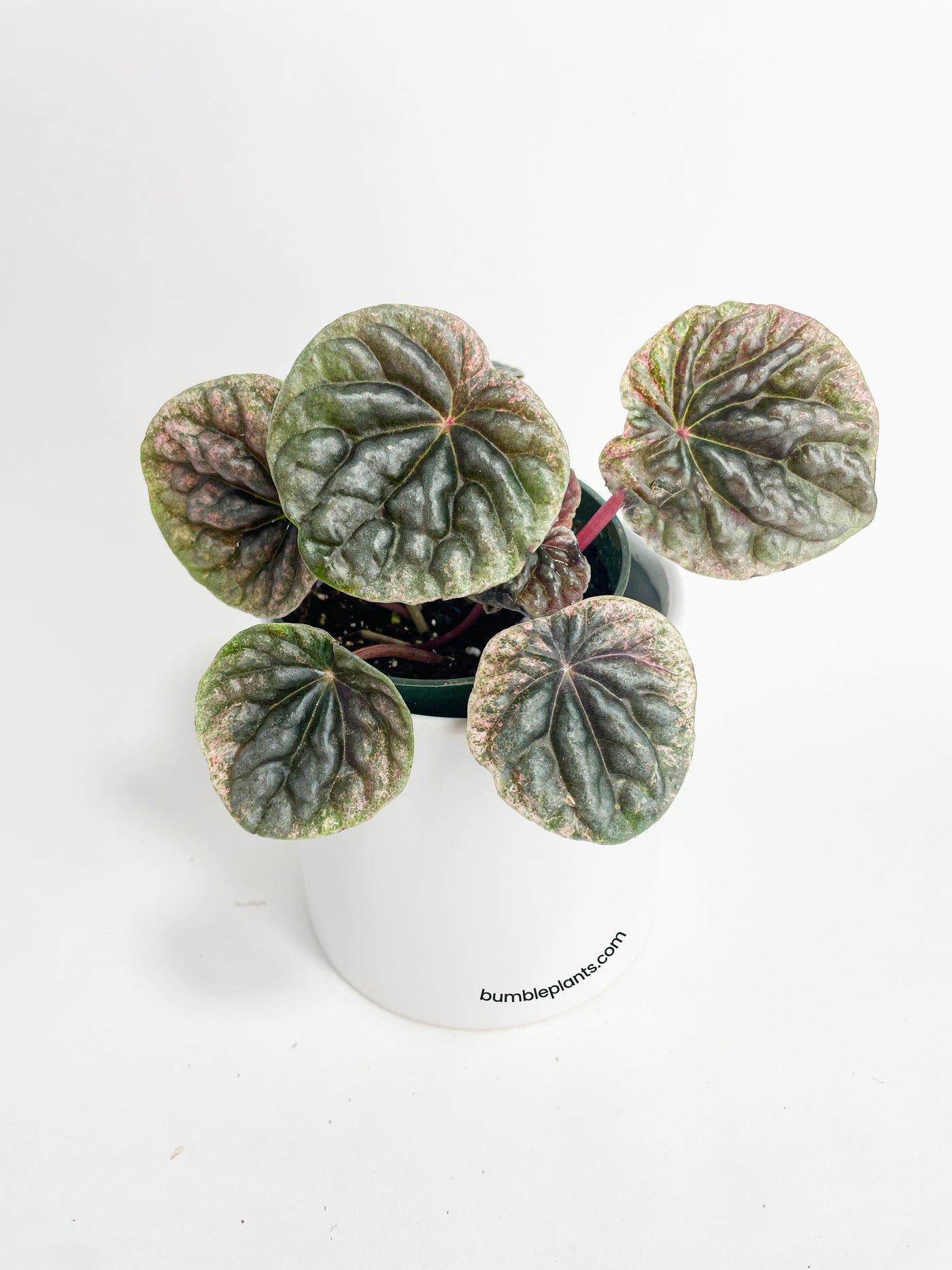 Peperomia Caperata 'Abricos' - Bumble Plants