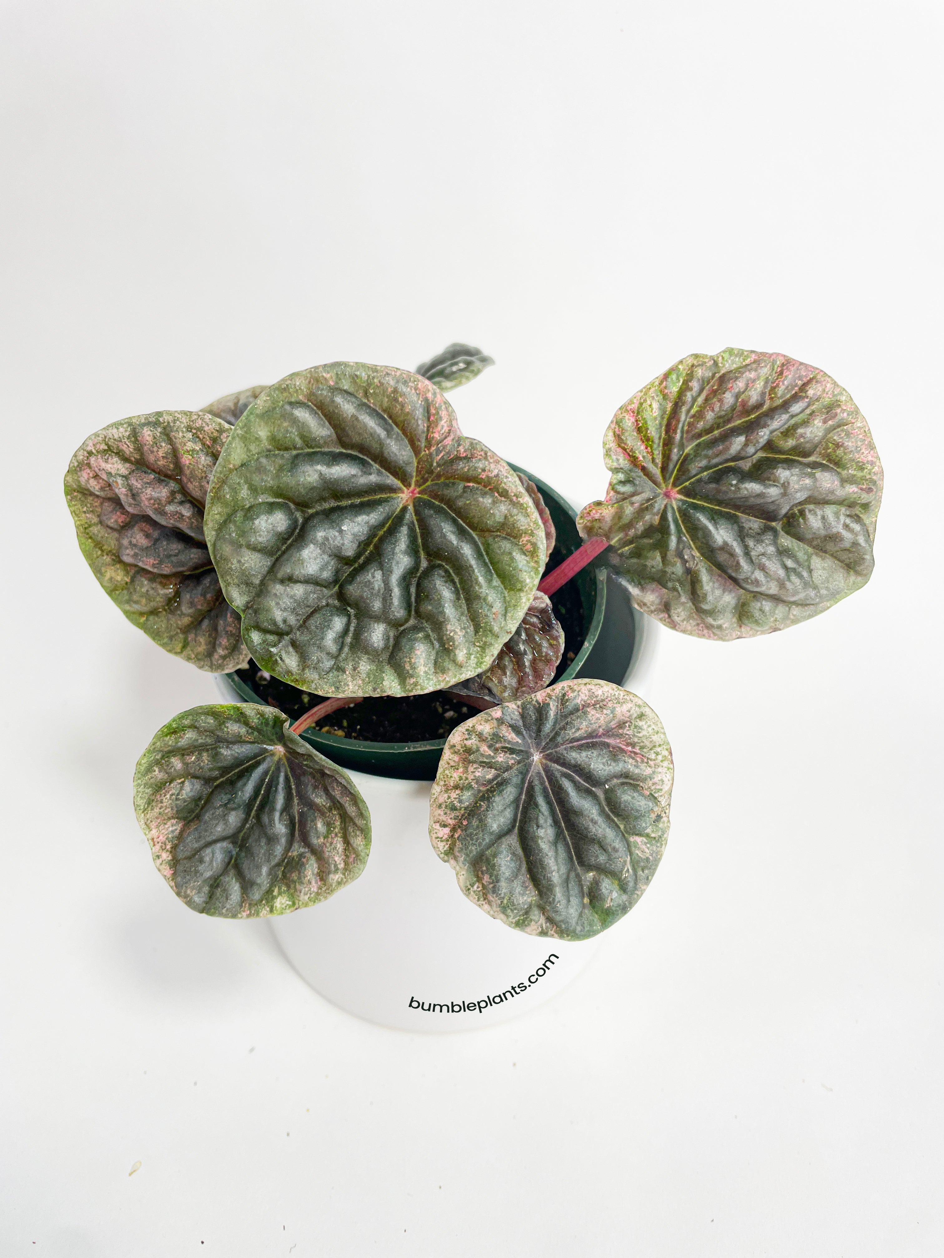 Peperomia Caperata 'Abricos' - Bumble Plants