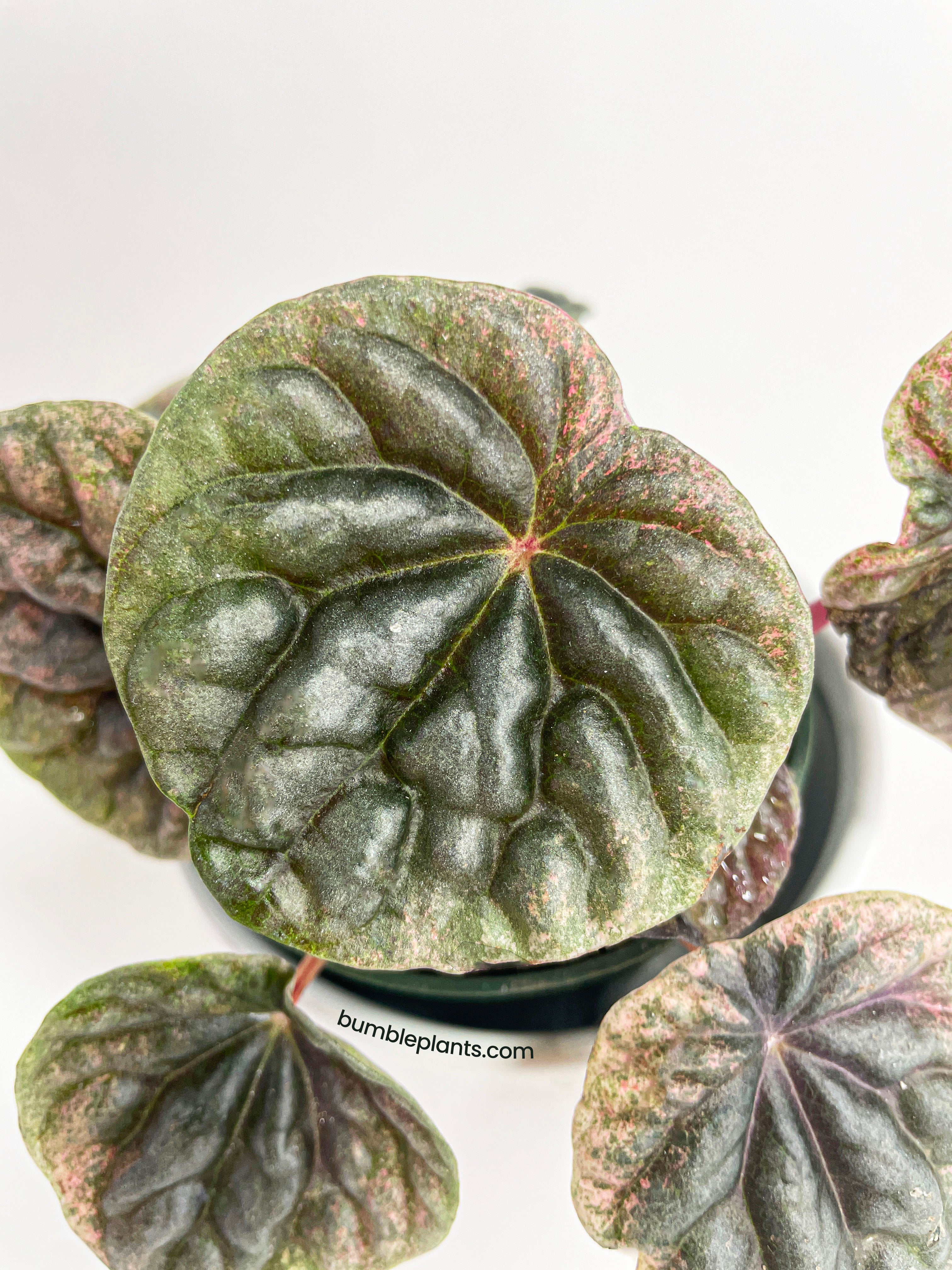 Peperomia Caperata 'Abricos' - Bumble Plants