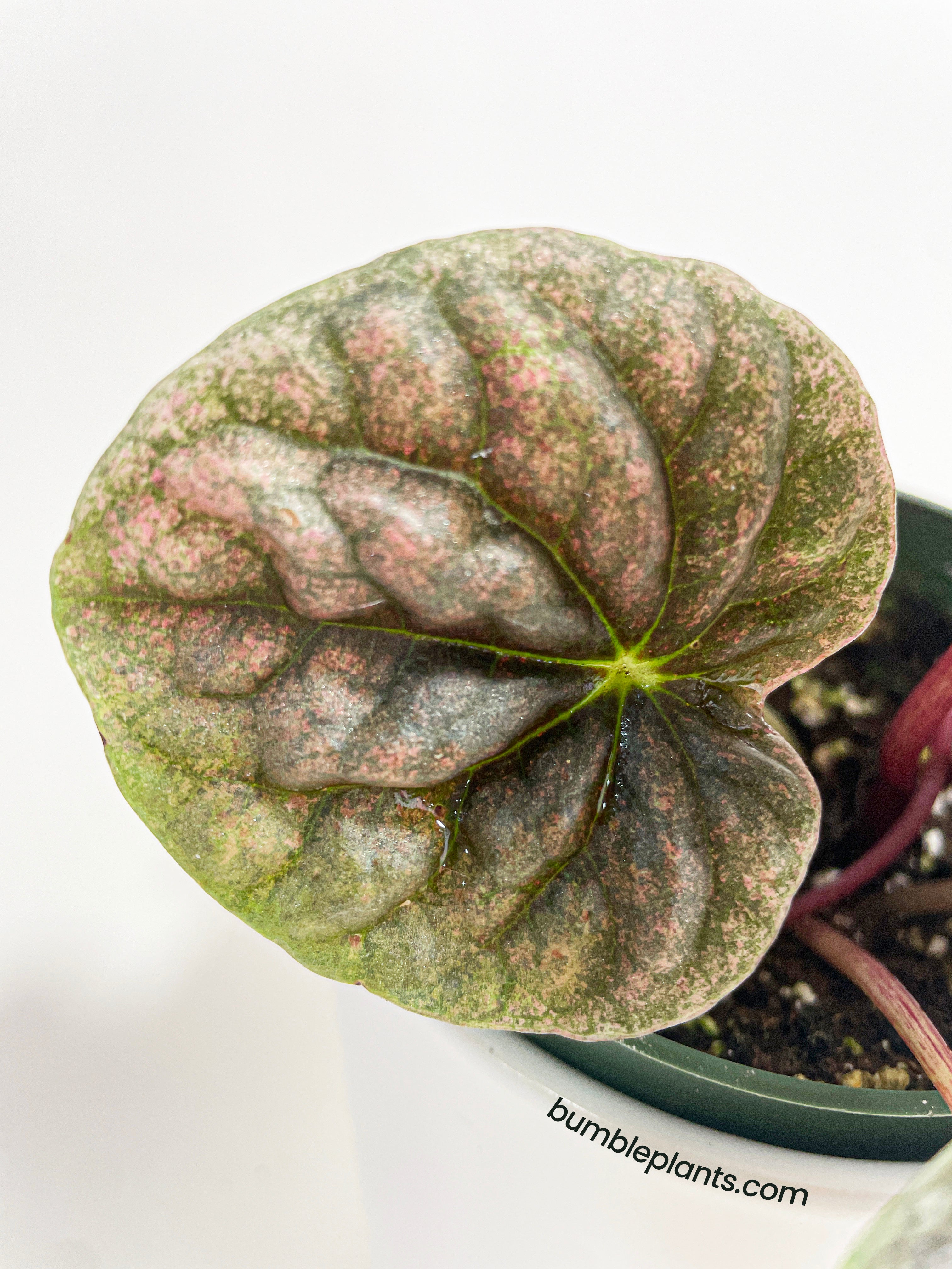 Peperomia Caperata 'Abricos' - Bumble Plants