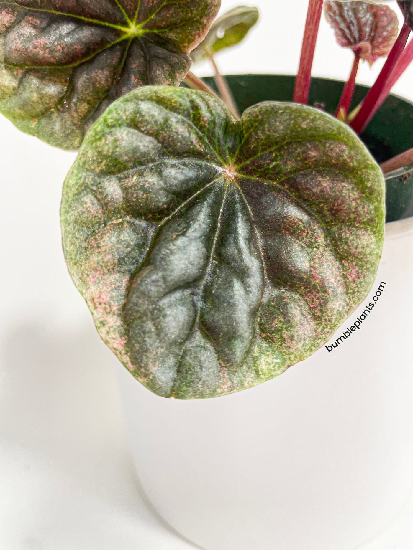 Peperomia Caperata 'Abricos' - Bumble Plants