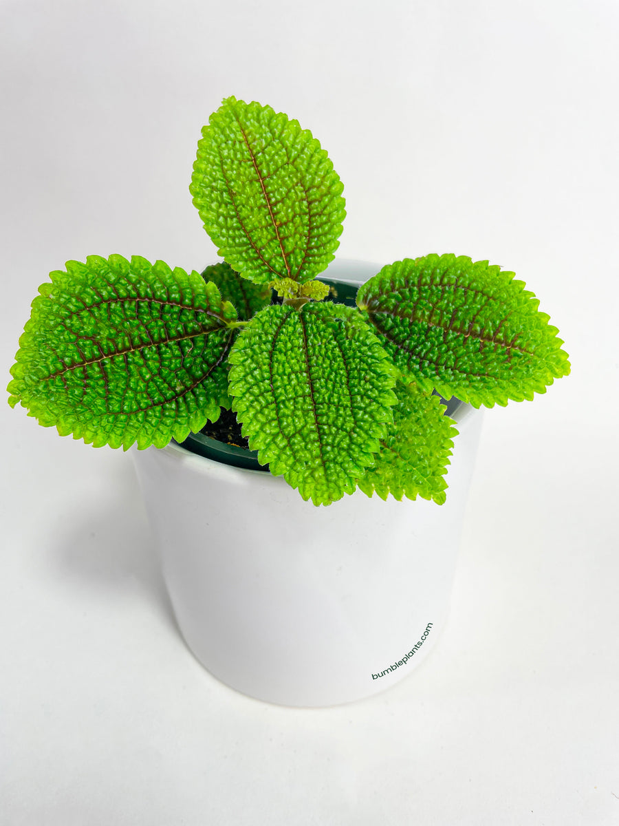 Pilea 'Moon Valley' Involucrata - Bumble Plants