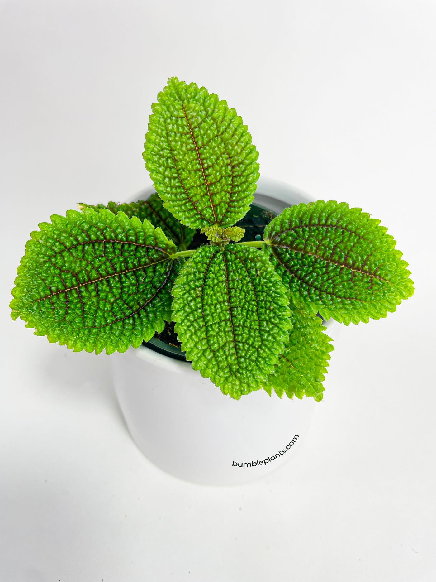 Pilea 'Moon Valley' Involucrata - Bumble Plants