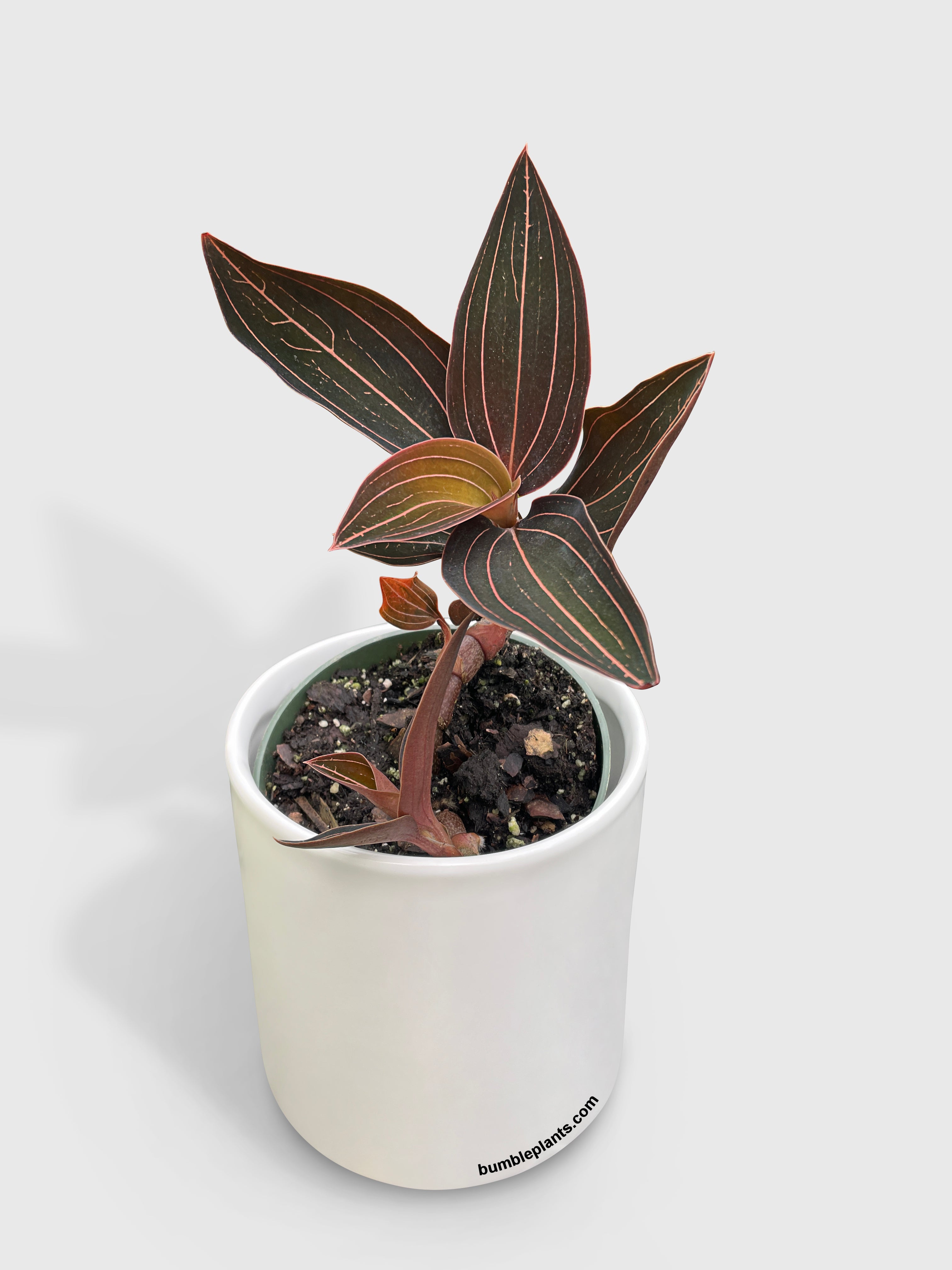 Jewel Orchid Ludisia Discolor - Bumble Plants