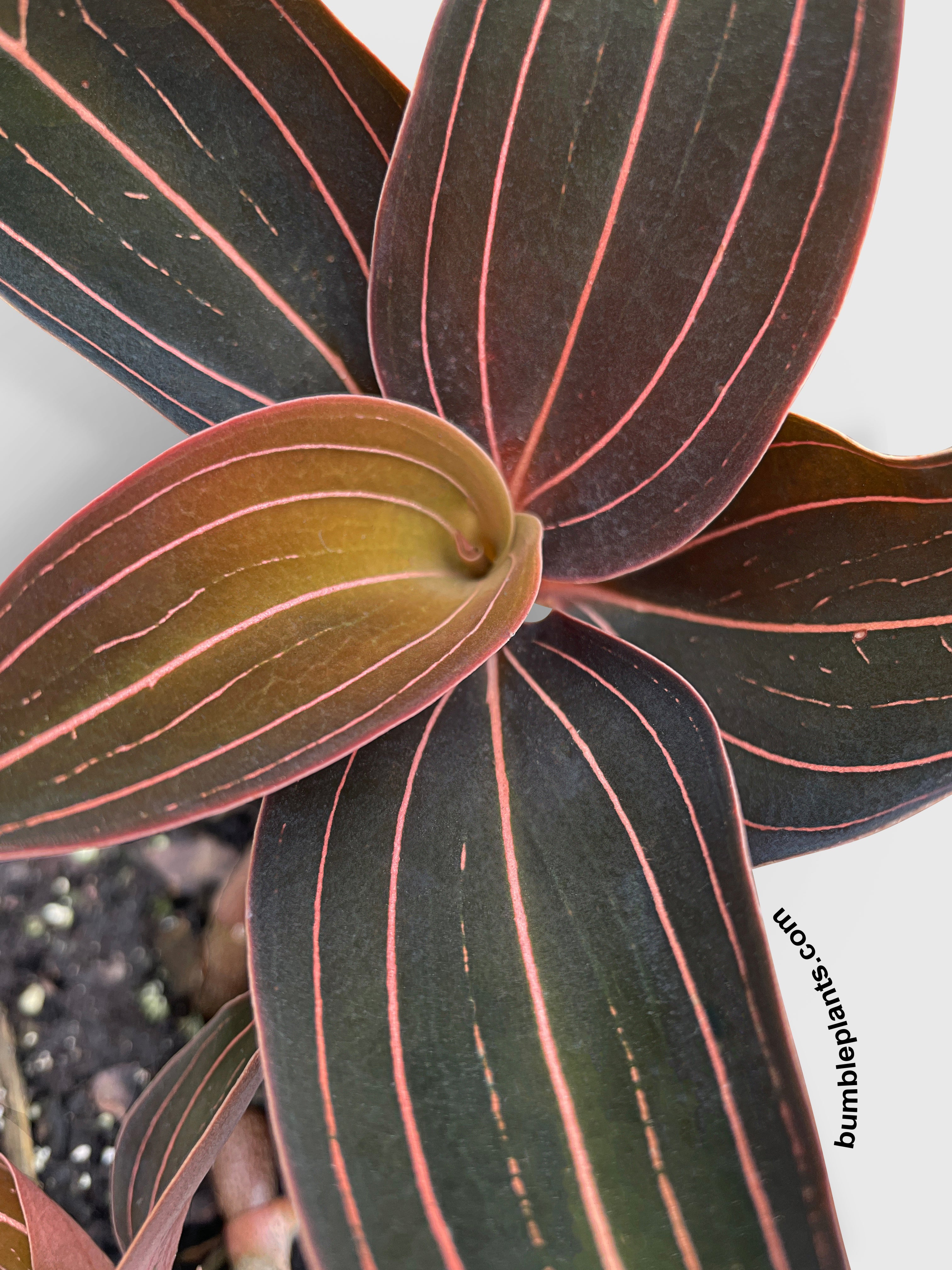 Jewel Orchid Ludisia Discolor - Bumble Plants