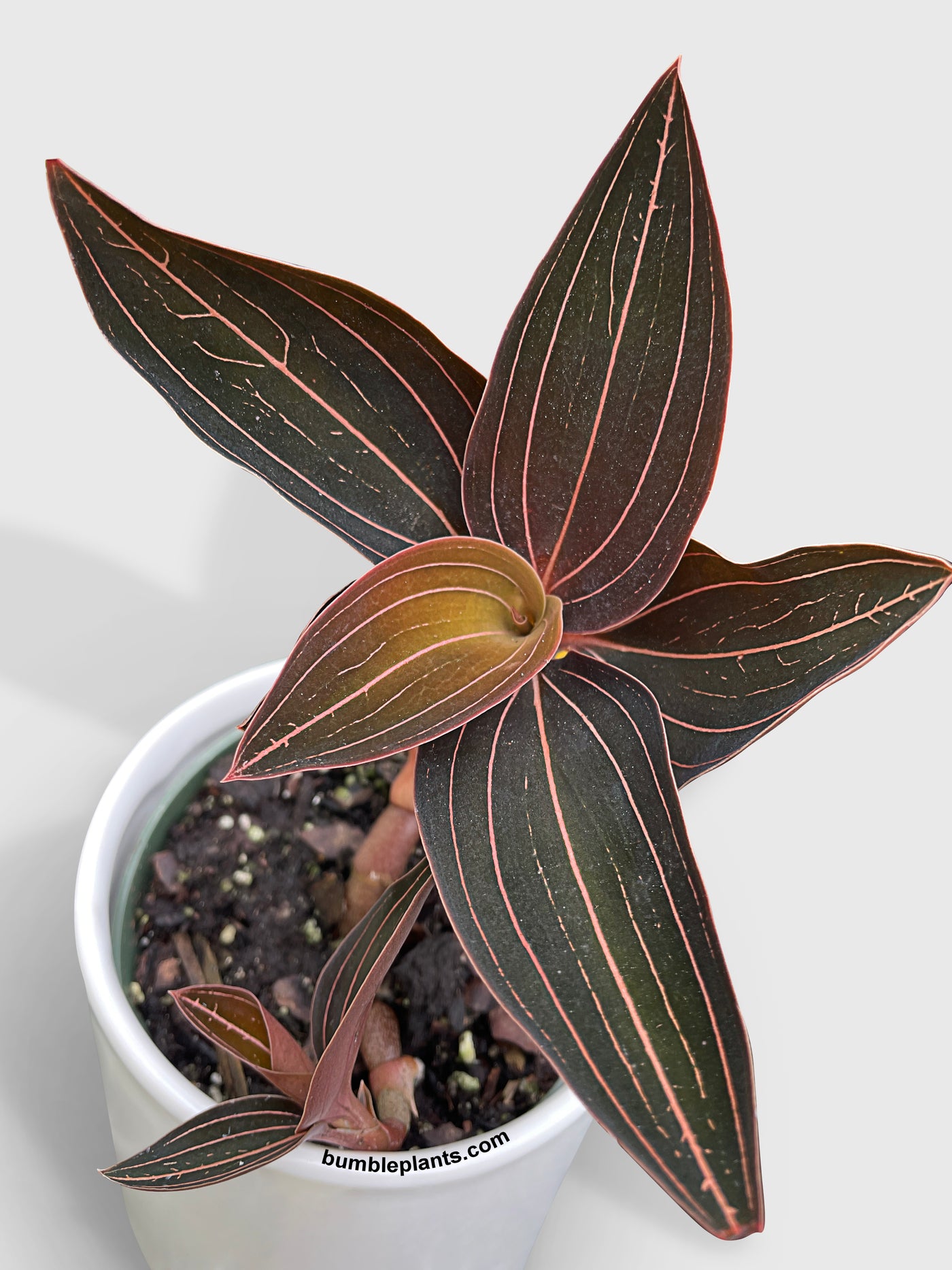 Jewel Orchid Ludisia Discolor - Bumble Plants