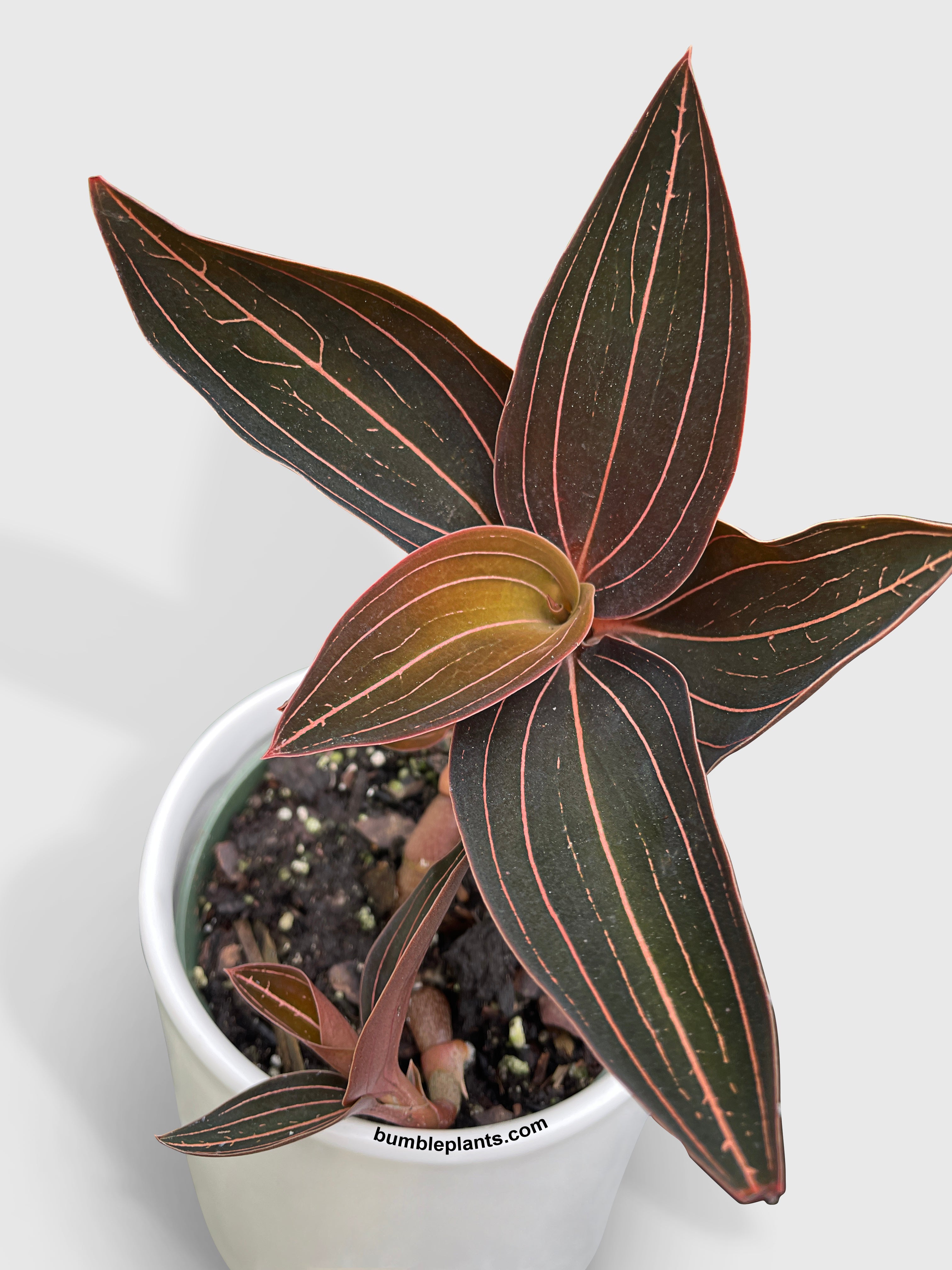 Jewel Orchid Ludisia Discolor - Bumble Plants