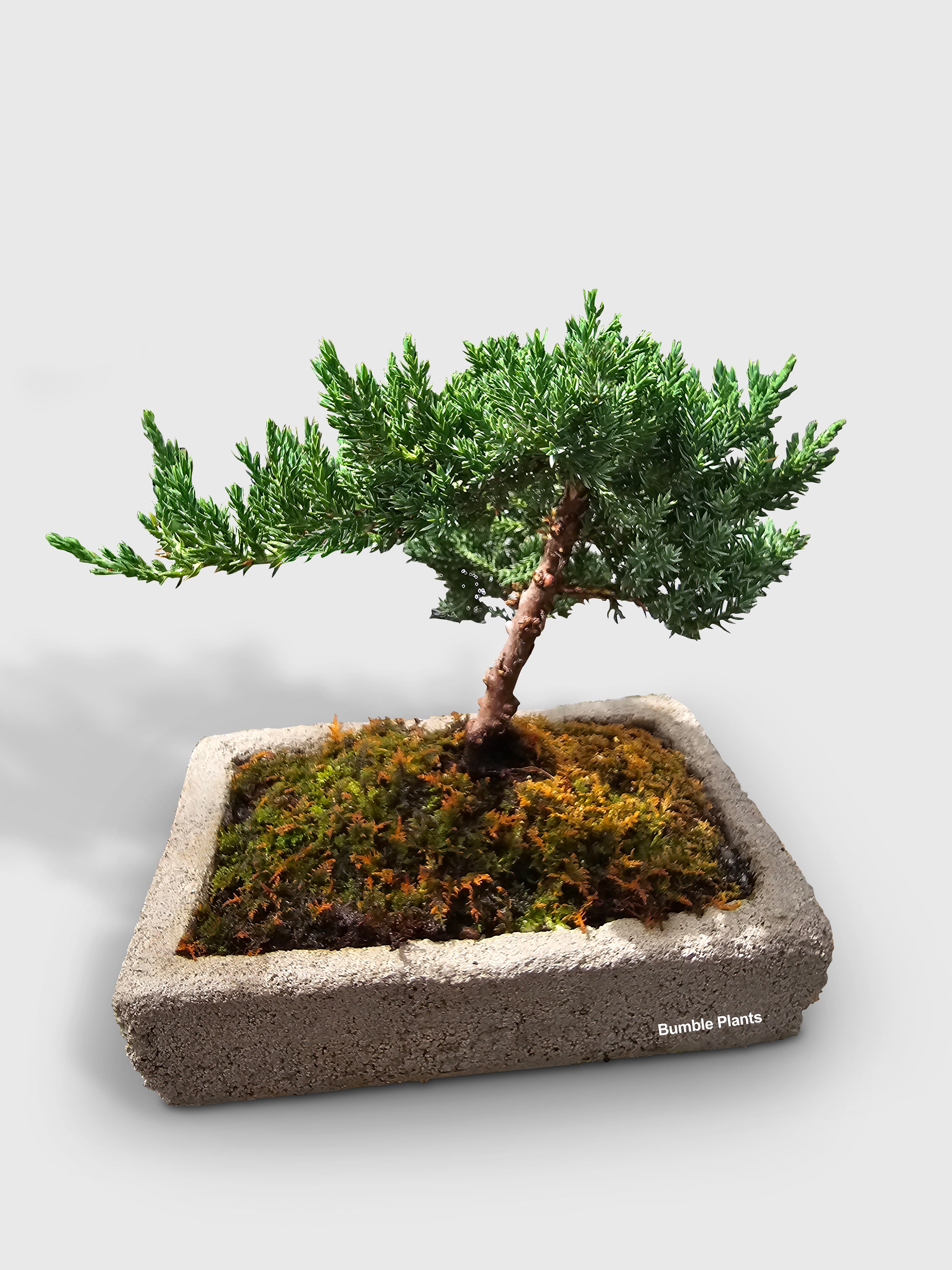 Juniper Jade Bonsai Tree - Bumble Plants