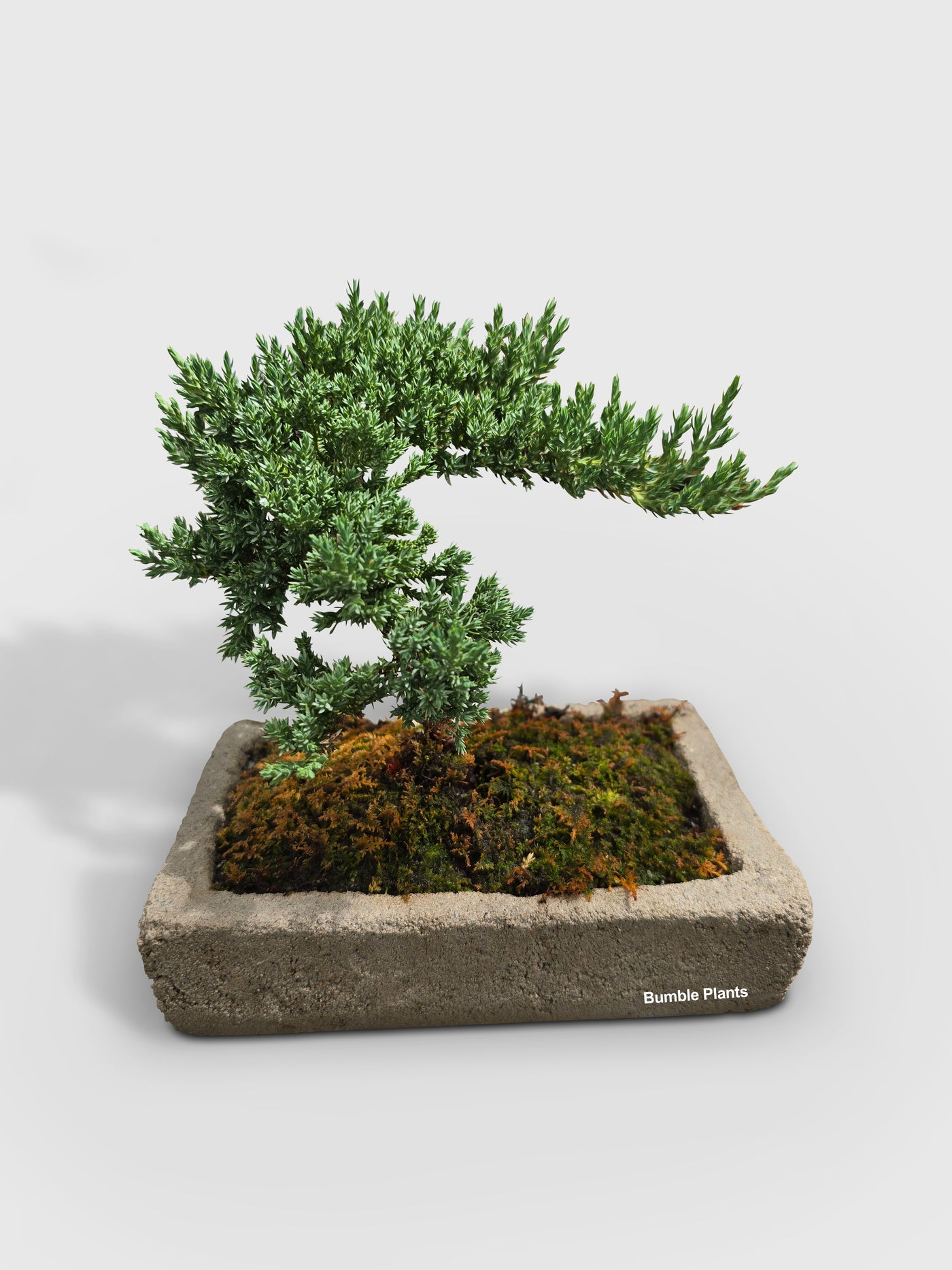 Juniper Jade Bonsai Tree - Bumble Plants