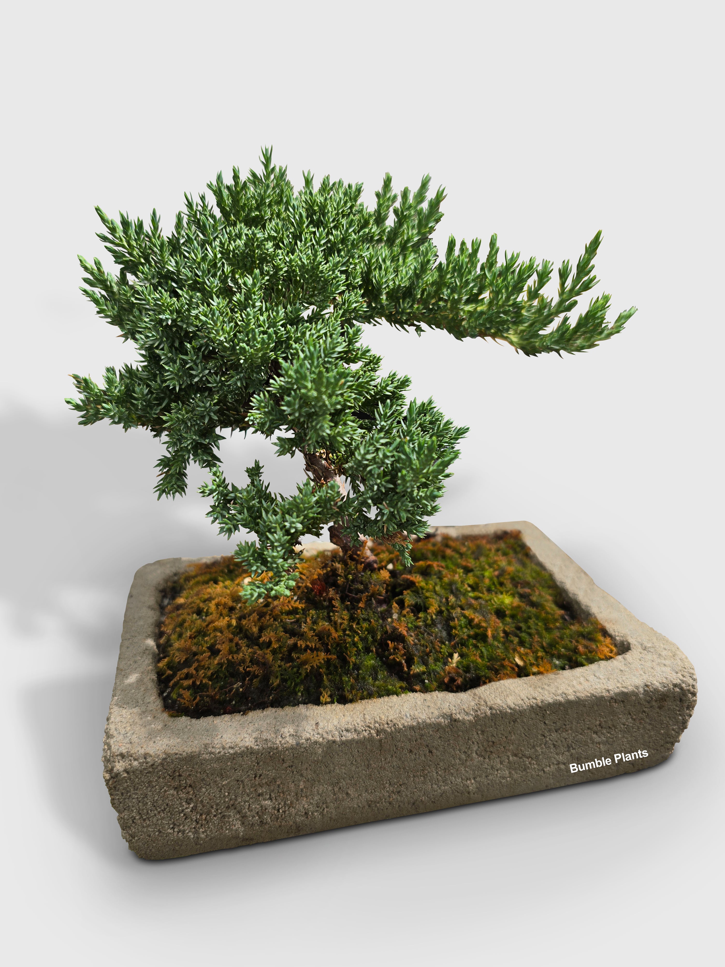 Juniper Jade Bonsai Tree - Bumble Plants