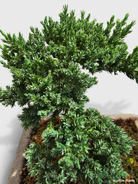 Juniper Jade Bonsai Tree - Bumble Plants