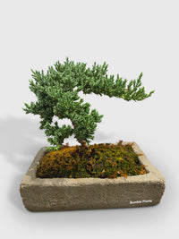 Juniper Jade Bonsai Tree - Bumble Plants