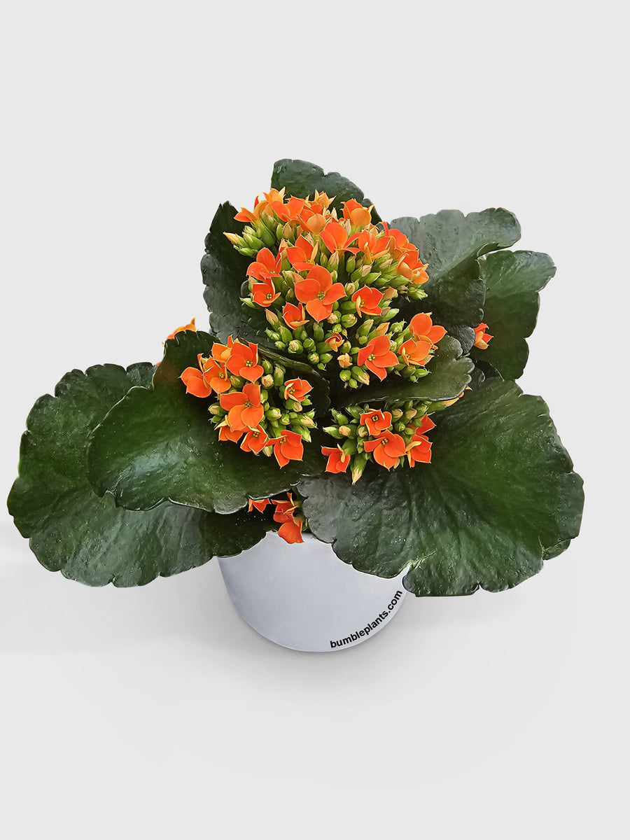 Kalanchoe Flowering Plant - Bumble Plants