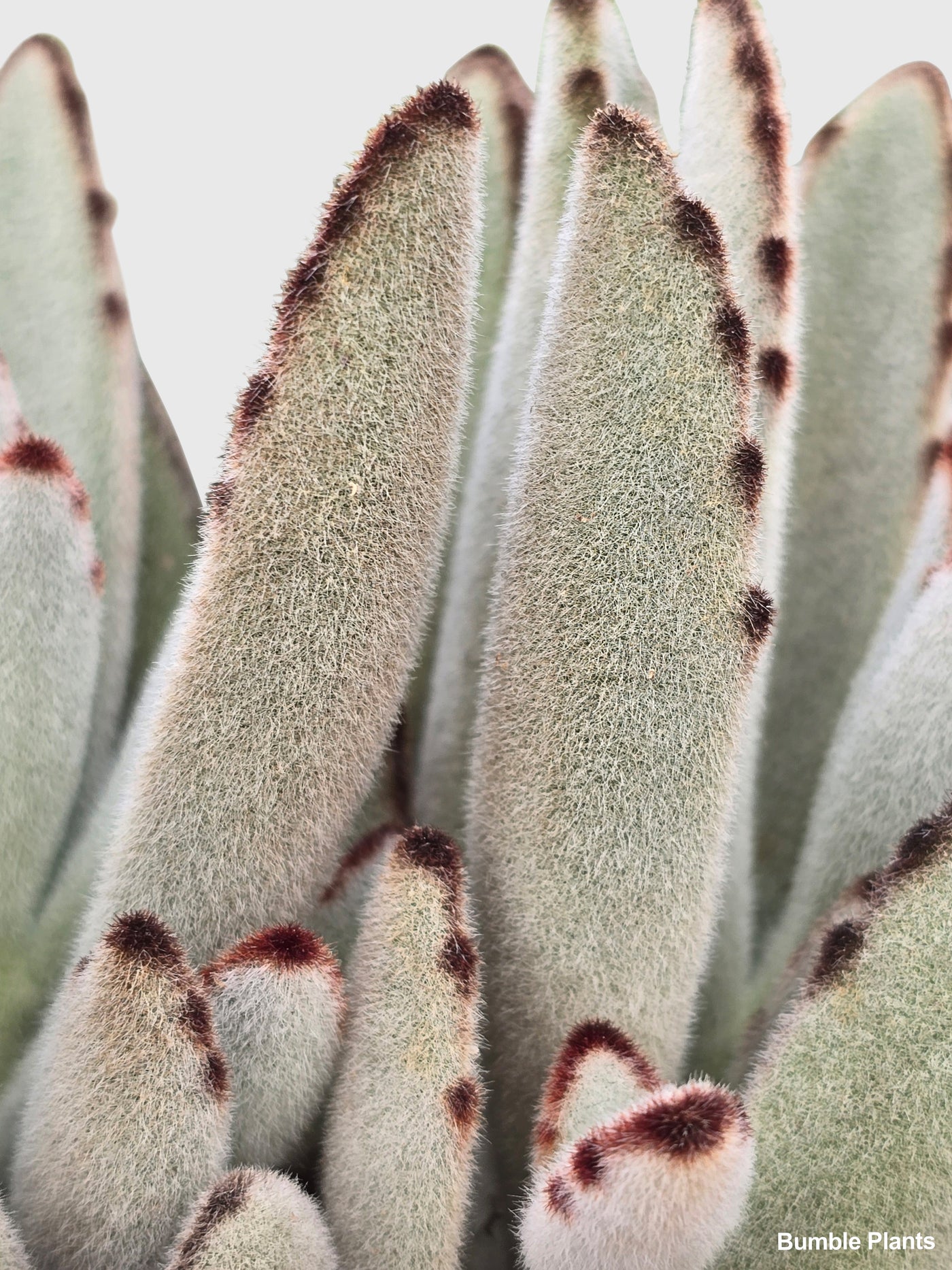 Kalanchoe Tomentosa 'Chocolate Soldier' - Bumble Plants