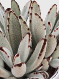 Kalanchoe Tomentosa 'Chocolate Soldier' - Bumble Plants