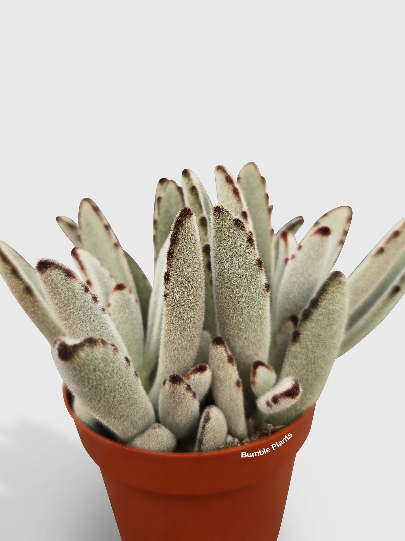 Kalanchoe Tomentosa 'Chocolate Soldier' - Bumble Plants