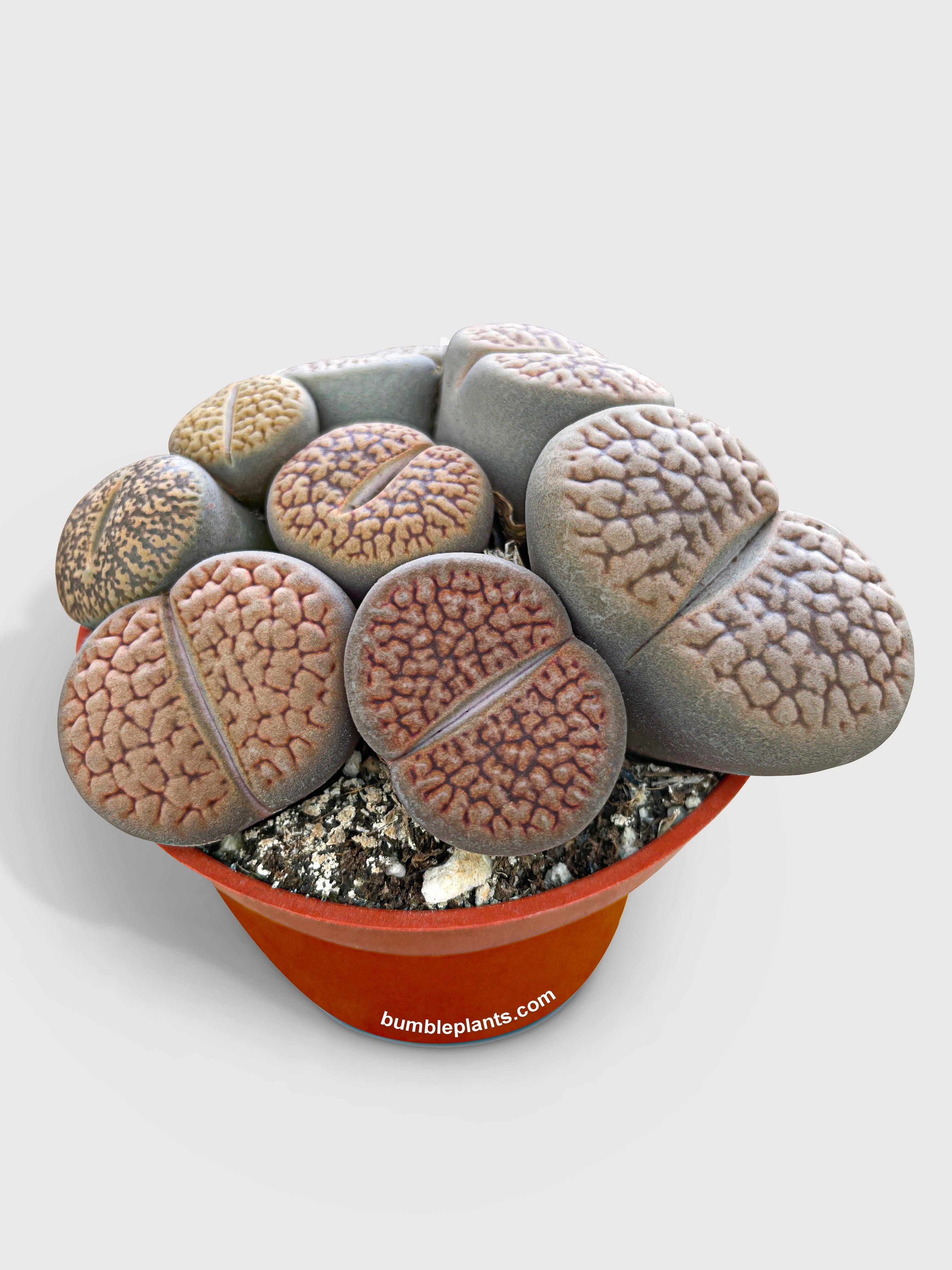 Lithops Living Stones Succulent - Bumble Plants