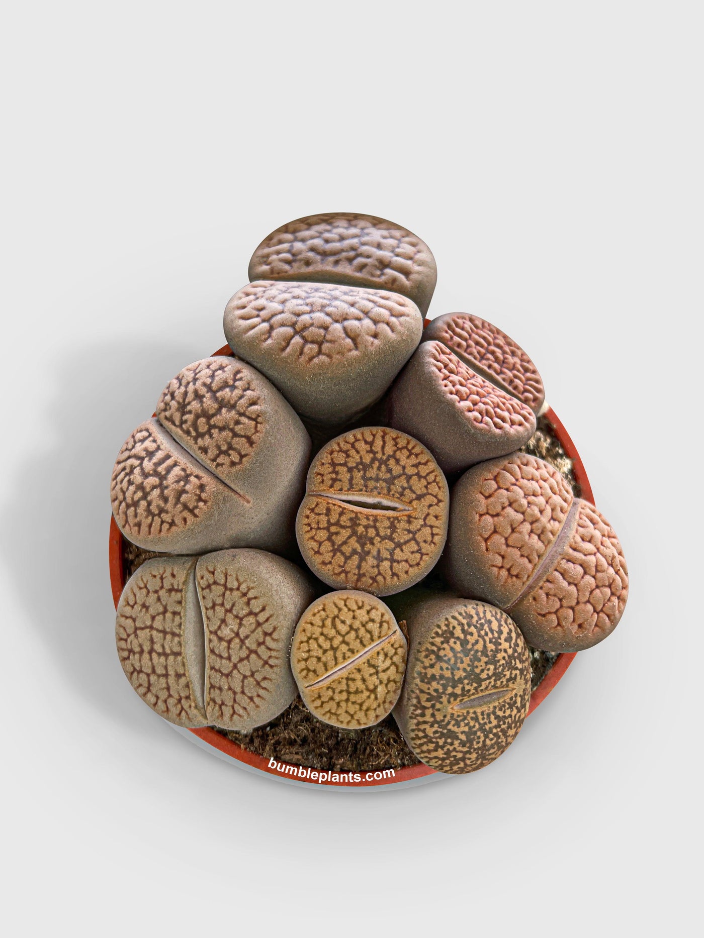 Lithops Living Stones Succulent - Bumble Plants