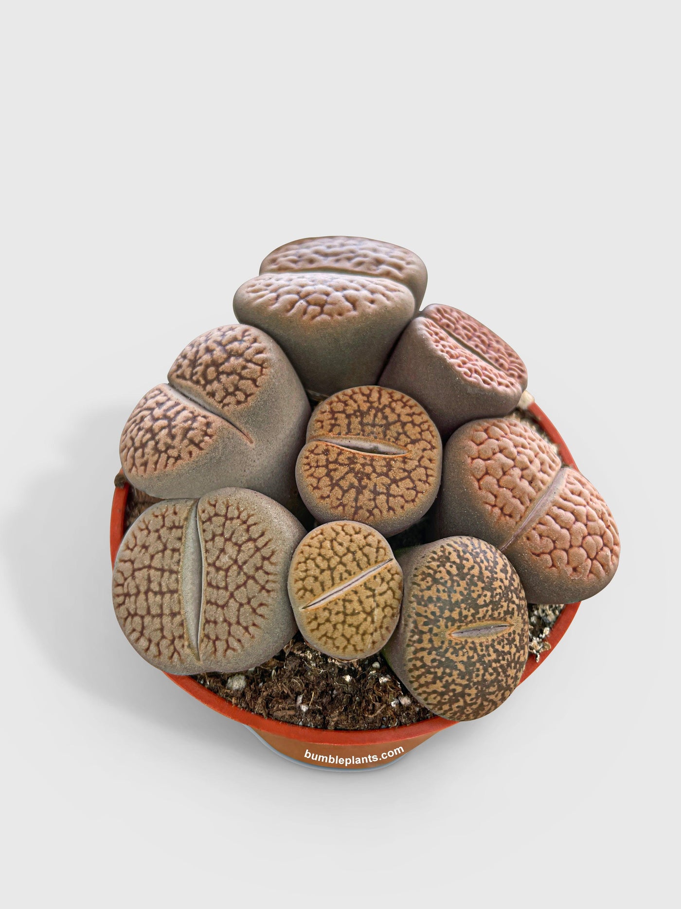 Lithops Living Stones Succulent - Bumble Plants