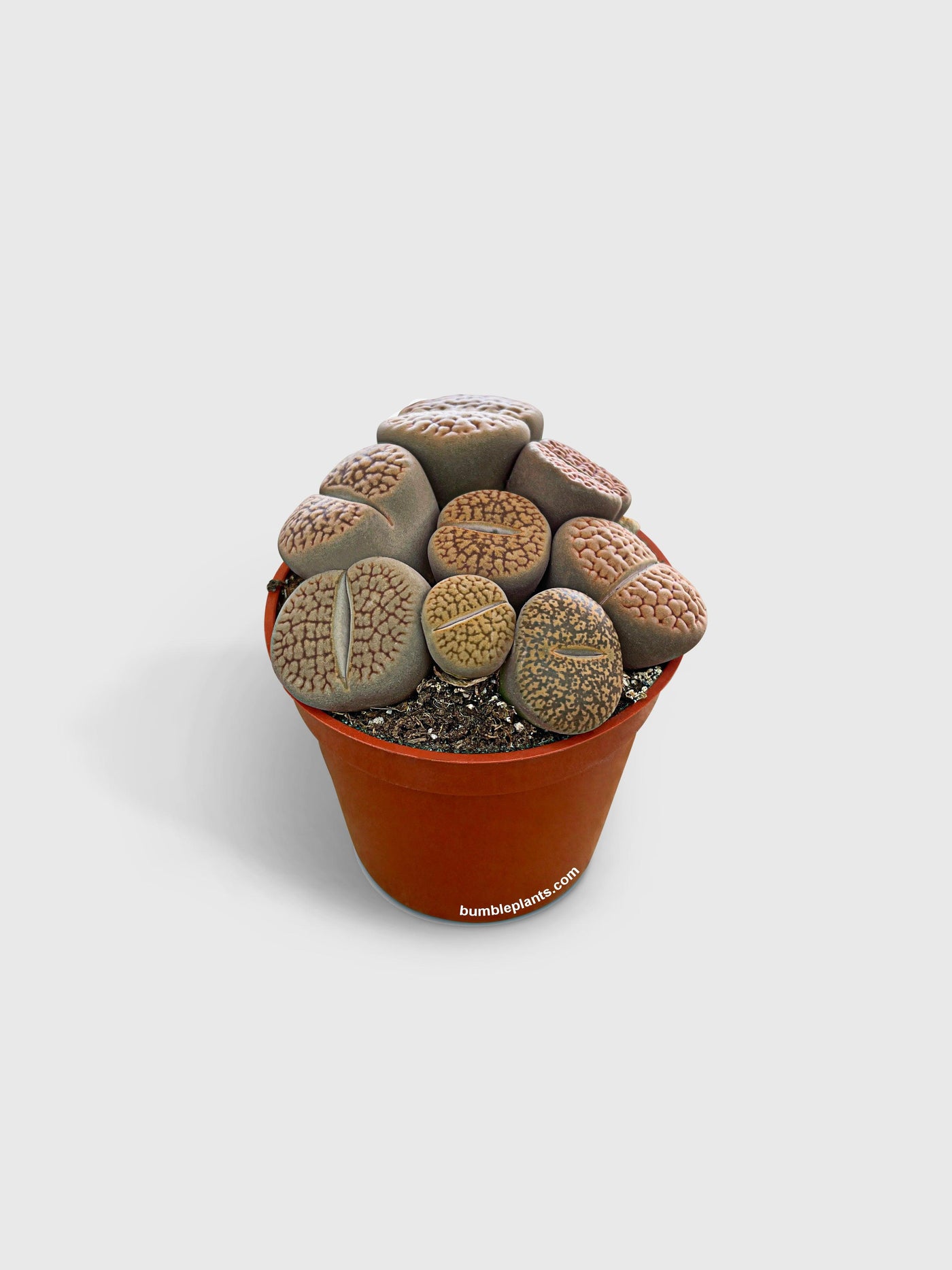 Lithops Living Stones Succulent - Bumble Plants