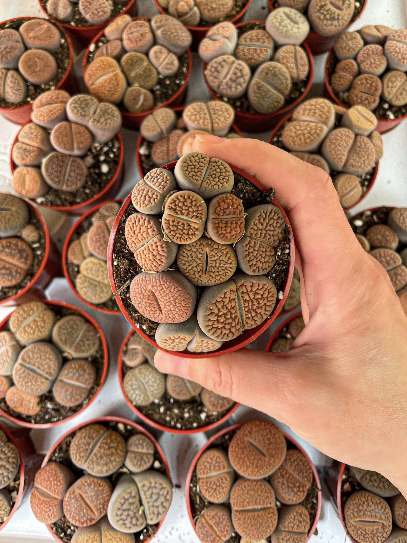 Lithops Living Stones Succulent - Bumble Plants