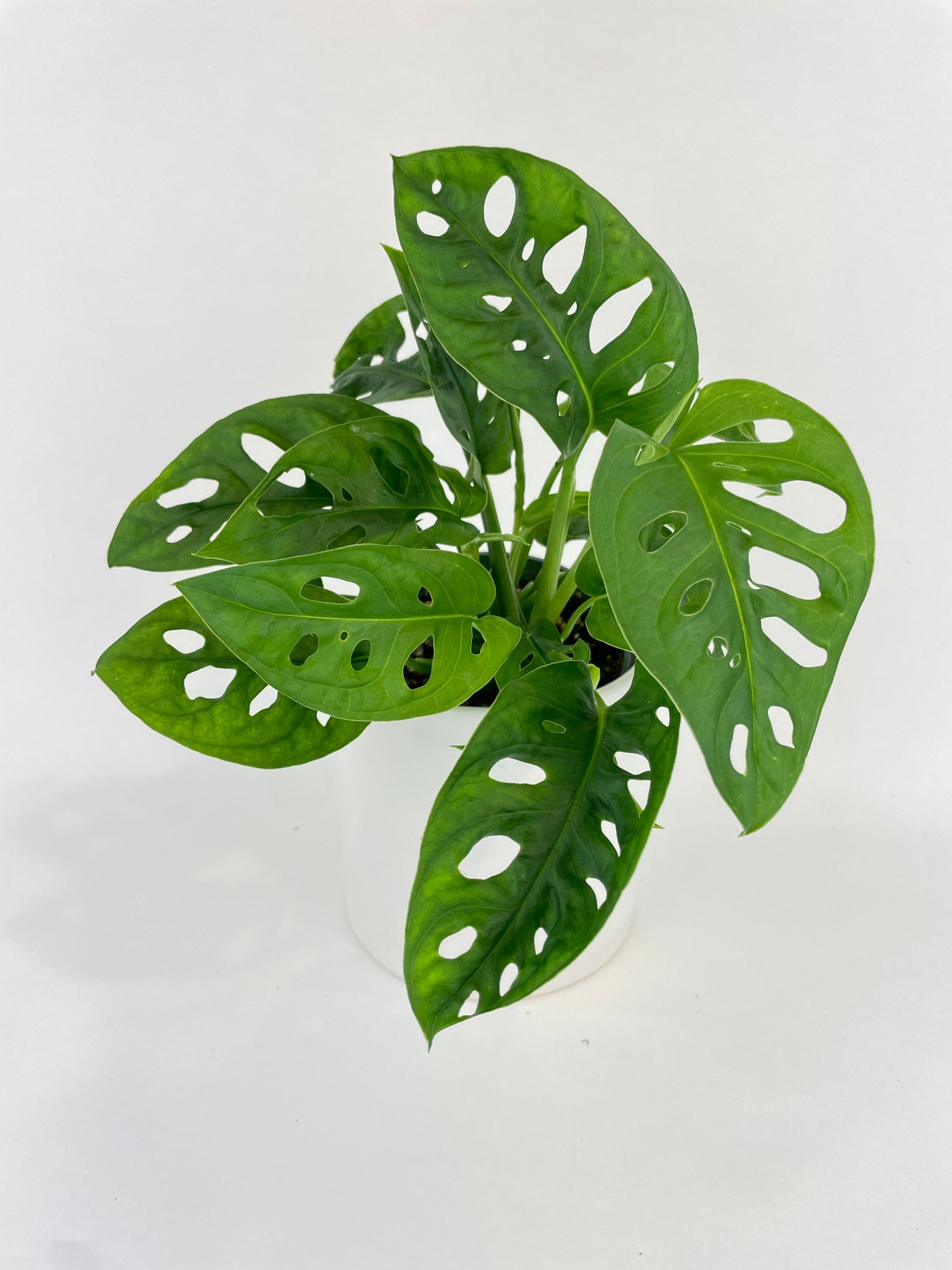 Monstera Adansonii - Bumble Plants