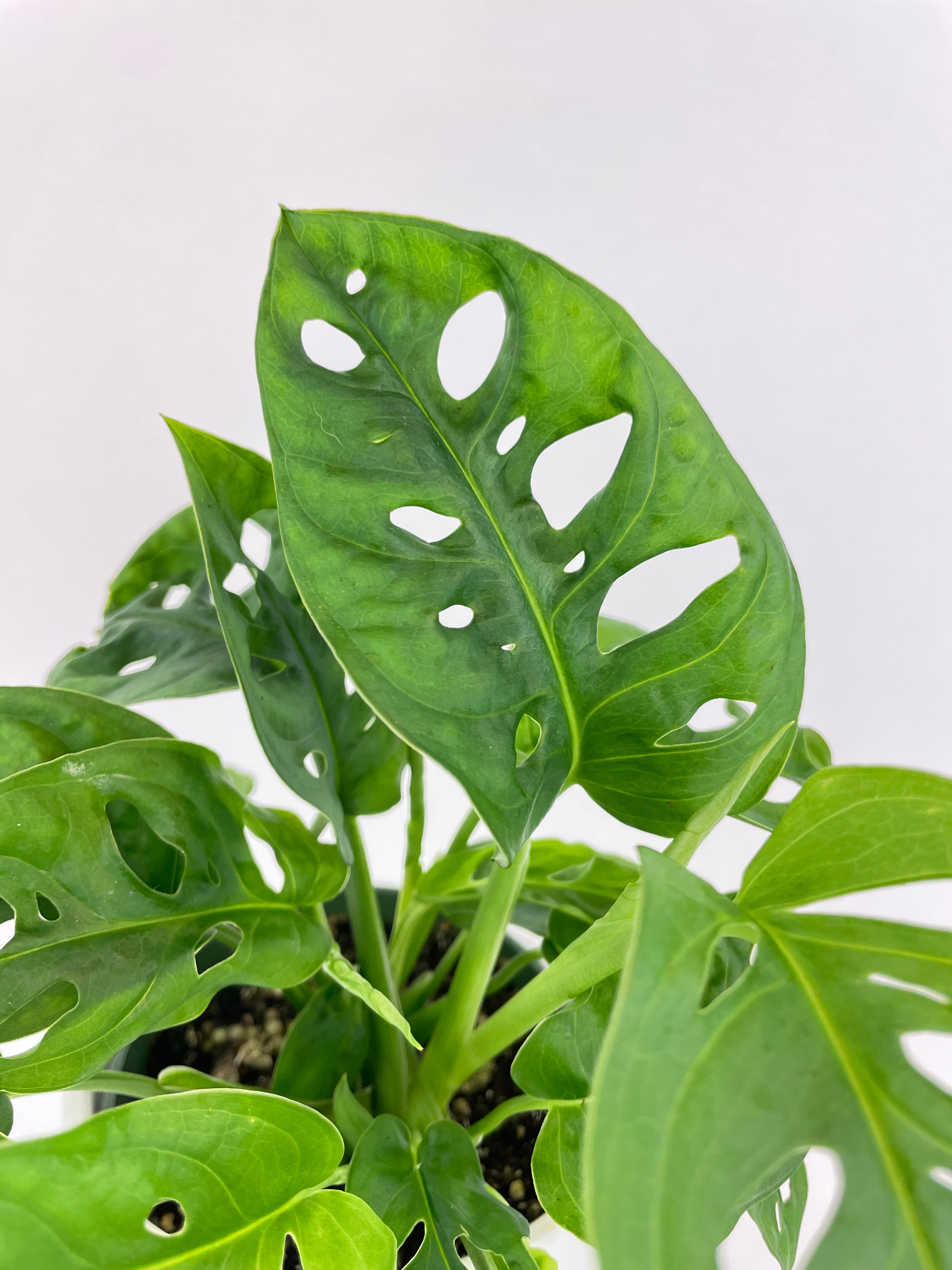 Monstera Adansonii - Bumble Plants