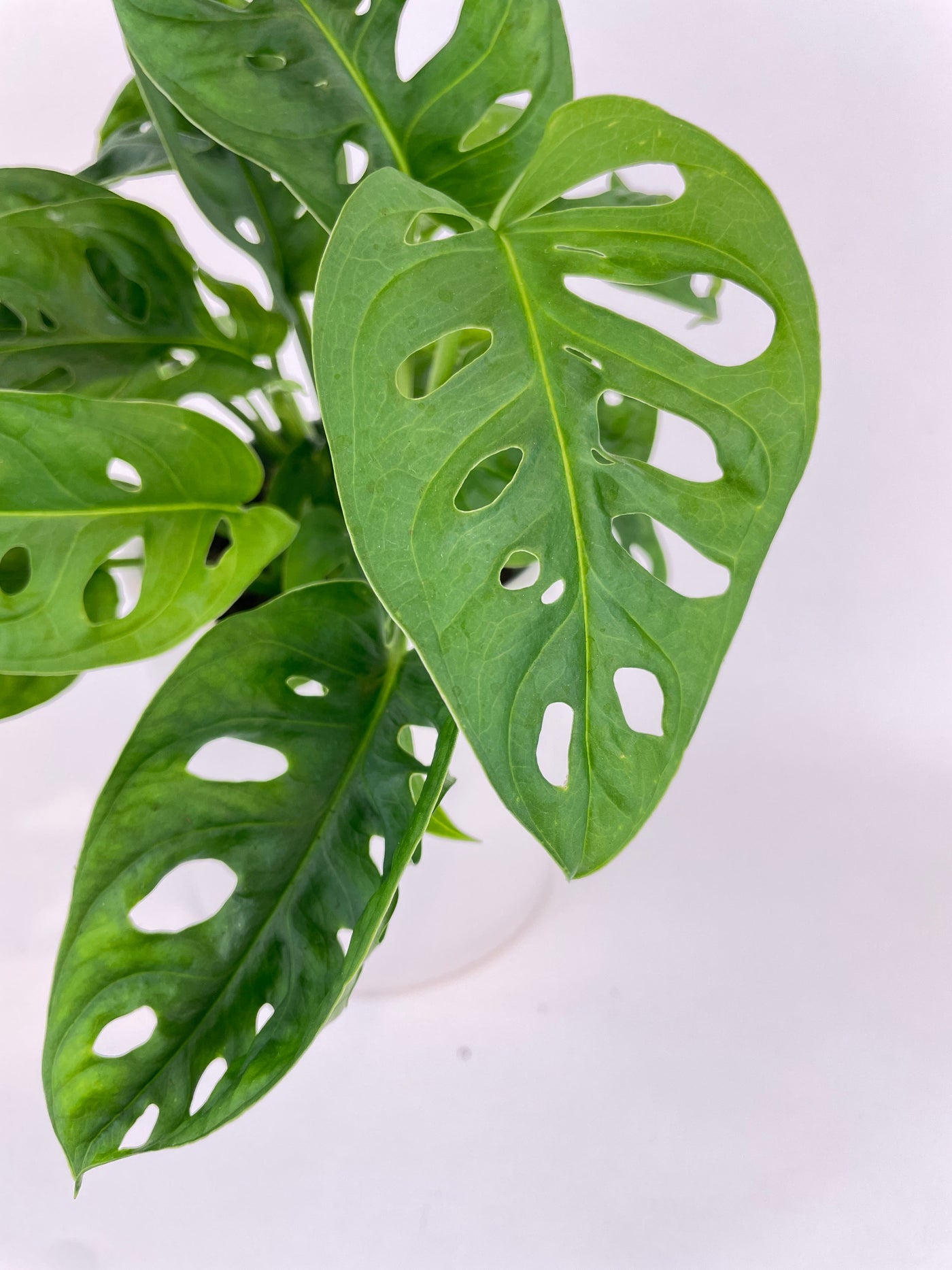 Monstera Adansonii - Bumble Plants