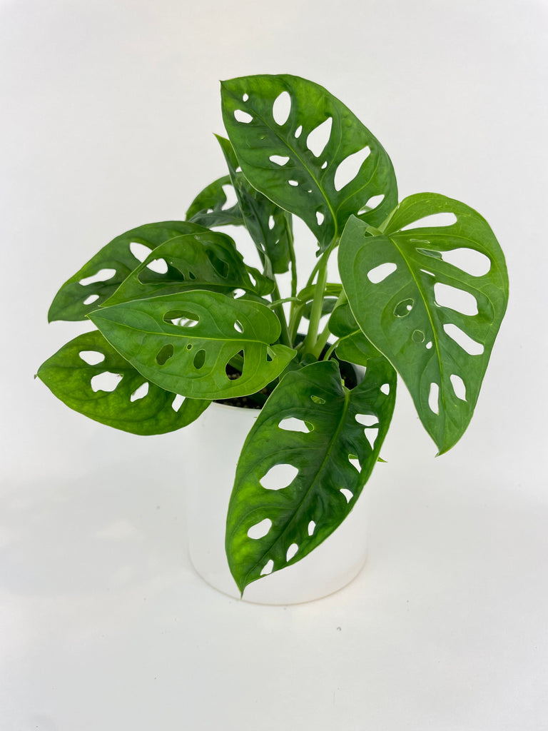 Monstera Adansonii