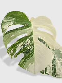 Monstera Borsigiana Variegata Albo (Mature Mother Plant) - Bumble Plants