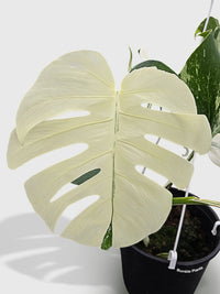 Monstera Borsigiana Variegata Albo (Mature Mother Plant) - Bumble Plants