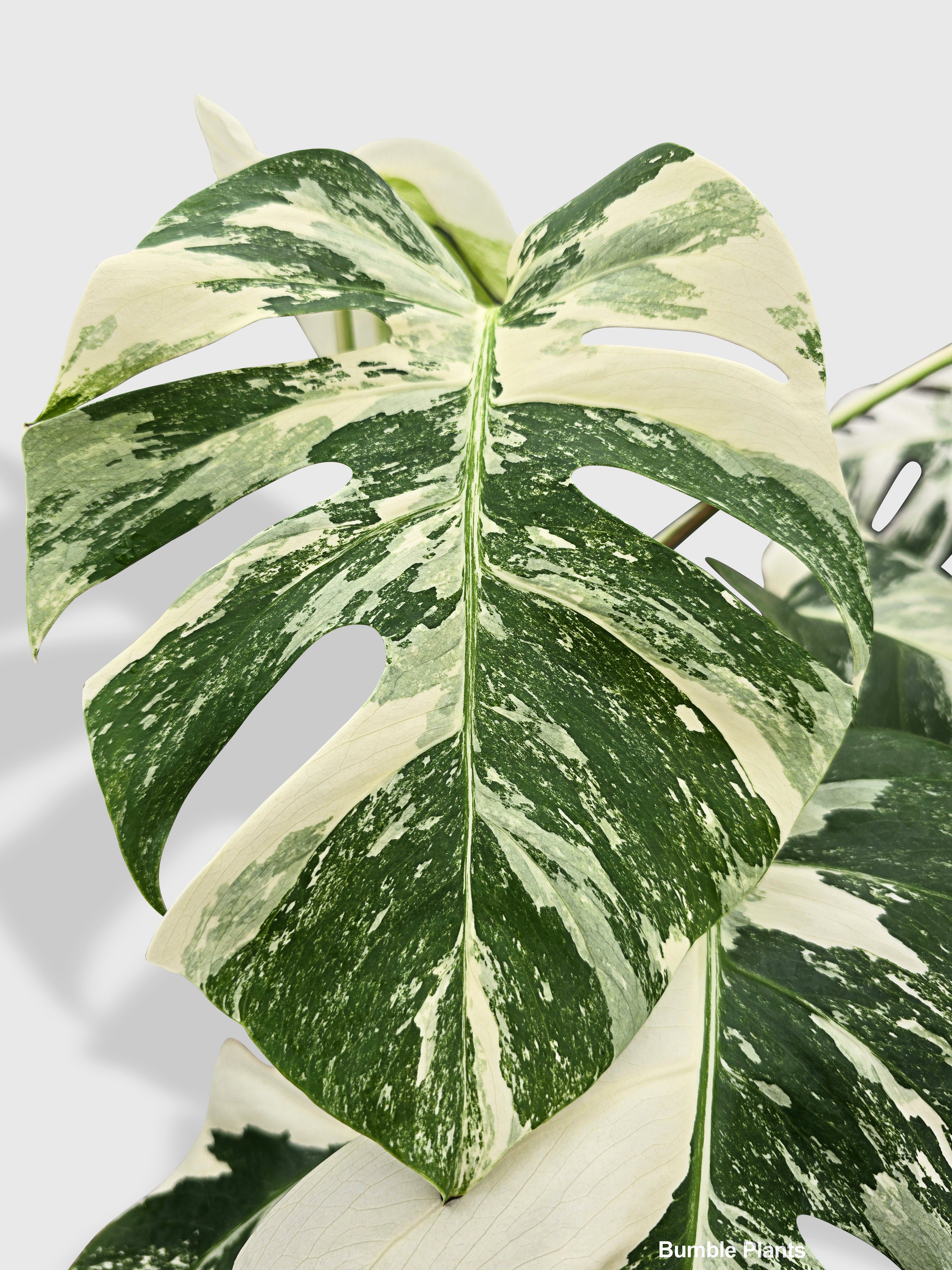 Monstera Borsigiana Variegata Albo (Mature Mother Plant) - Bumble Plants