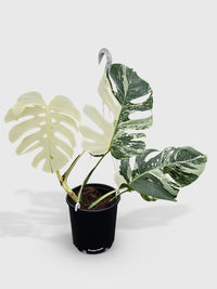 Monstera Borsigiana Variegata Albo (Mature Mother Plant) - Bumble Plants