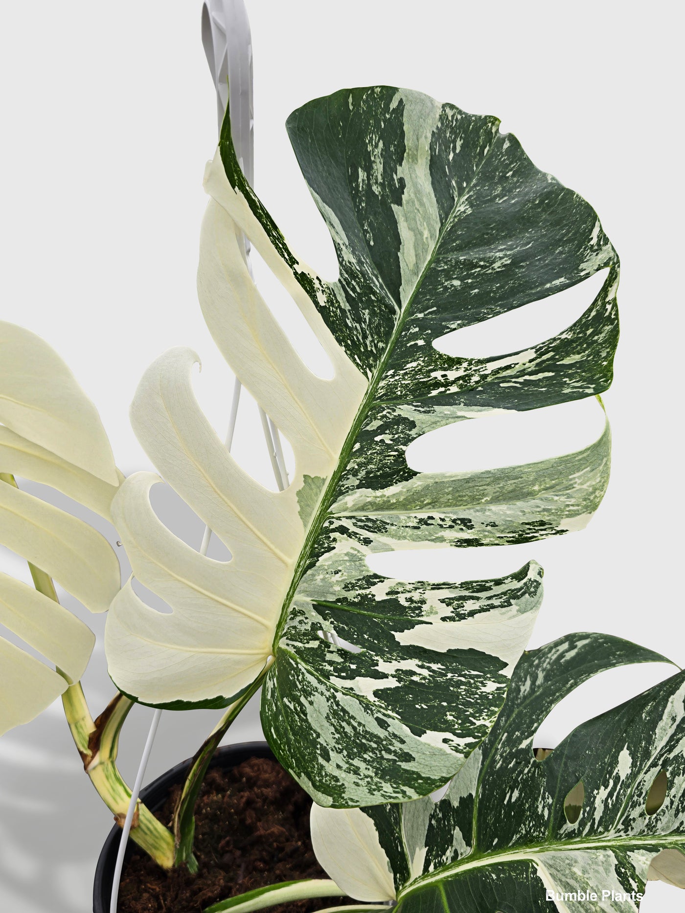 Monstera Borsigiana Variegata Albo (Mature Mother Plant) - Bumble Plants