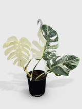 Monstera Borsigiana Variegata Albo (Mature Mother Plant) - Bumble Plants