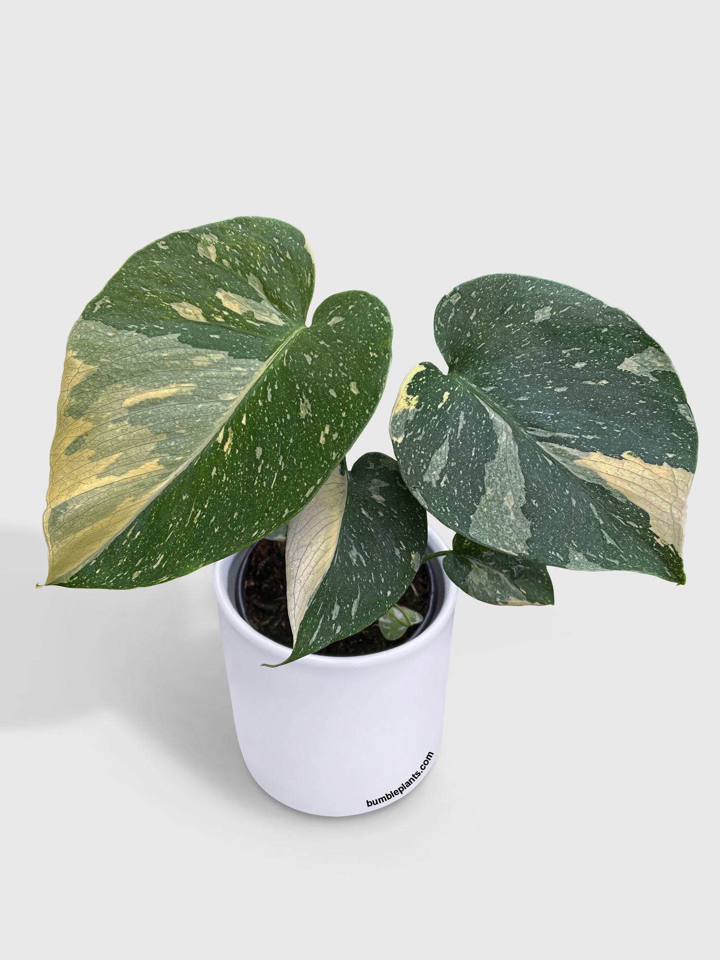 Monstera Deliciosa 'Thai Constellation' - Bumble Plants