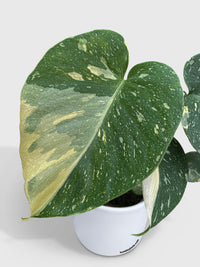 Monstera Deliciosa 'Thai Constellation' - Bumble Plants