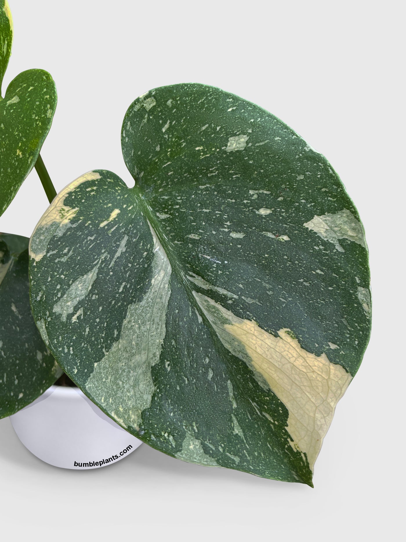 Monstera Deliciosa 'Thai Constellation' - Bumble Plants