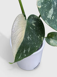 Monstera Deliciosa 'Thai Constellation' - Bumble Plants