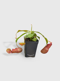 Nepenthes St. Gaya Carnivorous Pitcher Plant - Bumble Plants