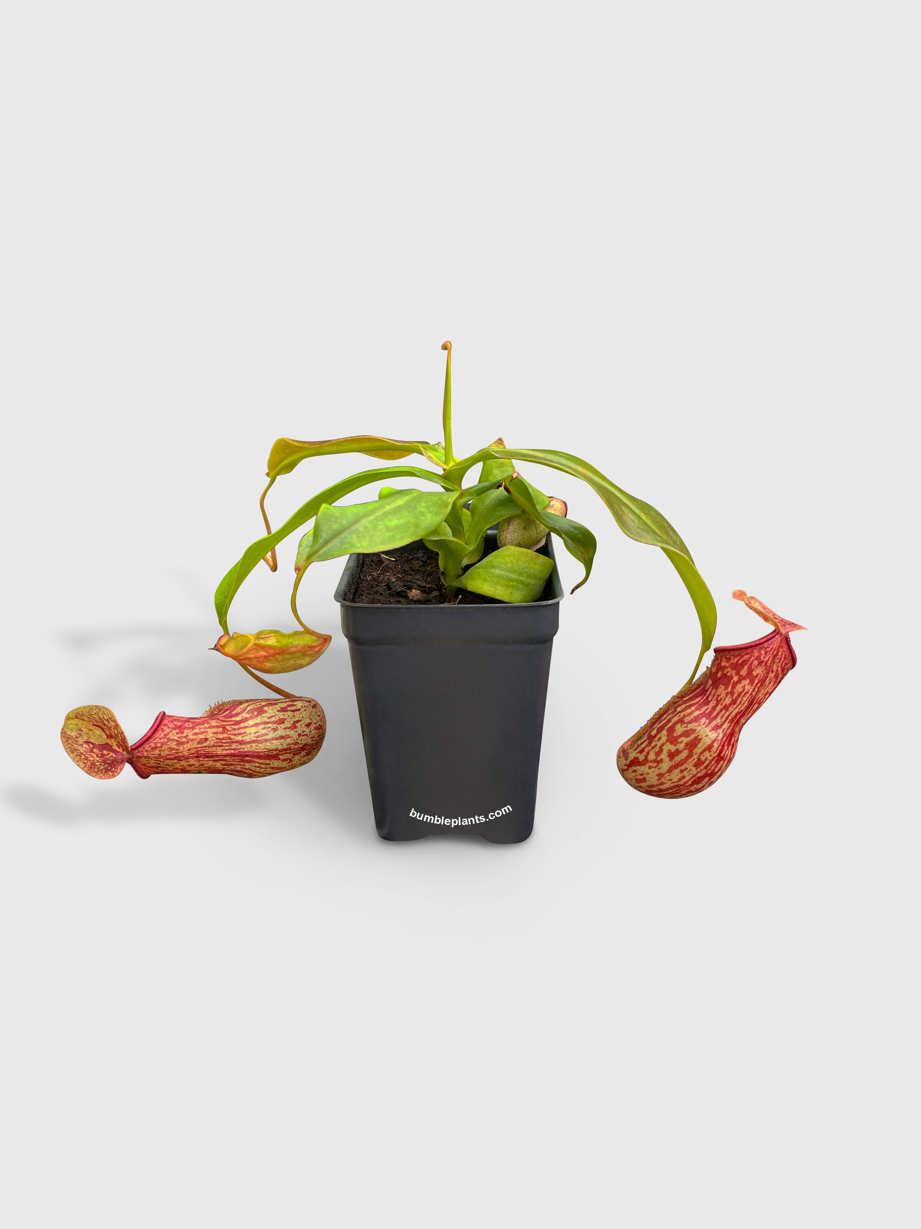 Nepenthes St. Gaya Carnivorous Pitcher Plant - Bumble Plants