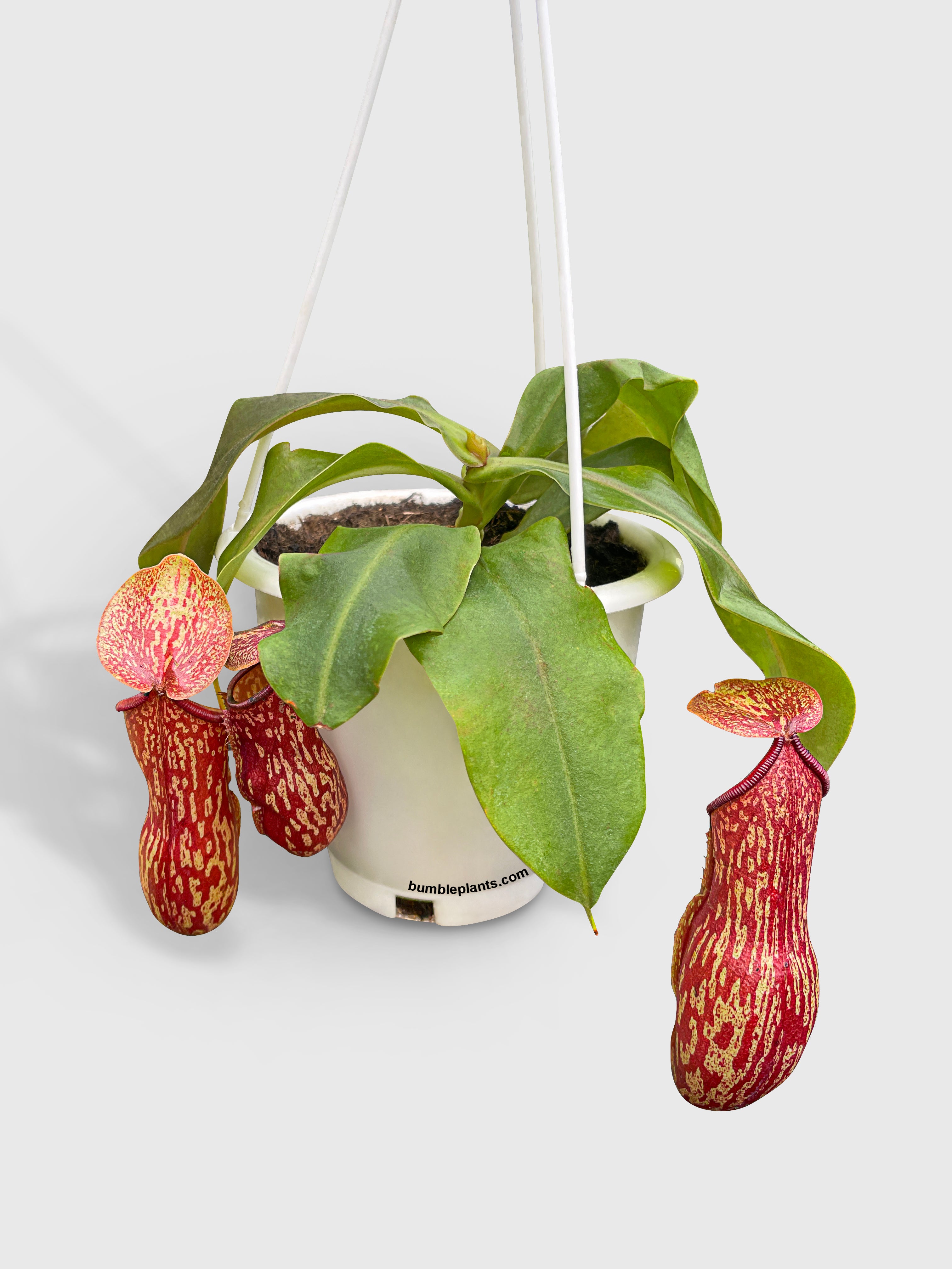 Nepenthes St. Gaya Carnivorous Pitcher Plant - Bumble Plants